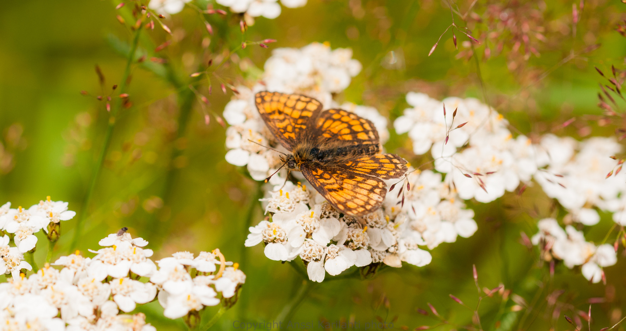 Sigma 105mm F2.8 EX DG OS HSM sample photo. Meadow beauty ii photography