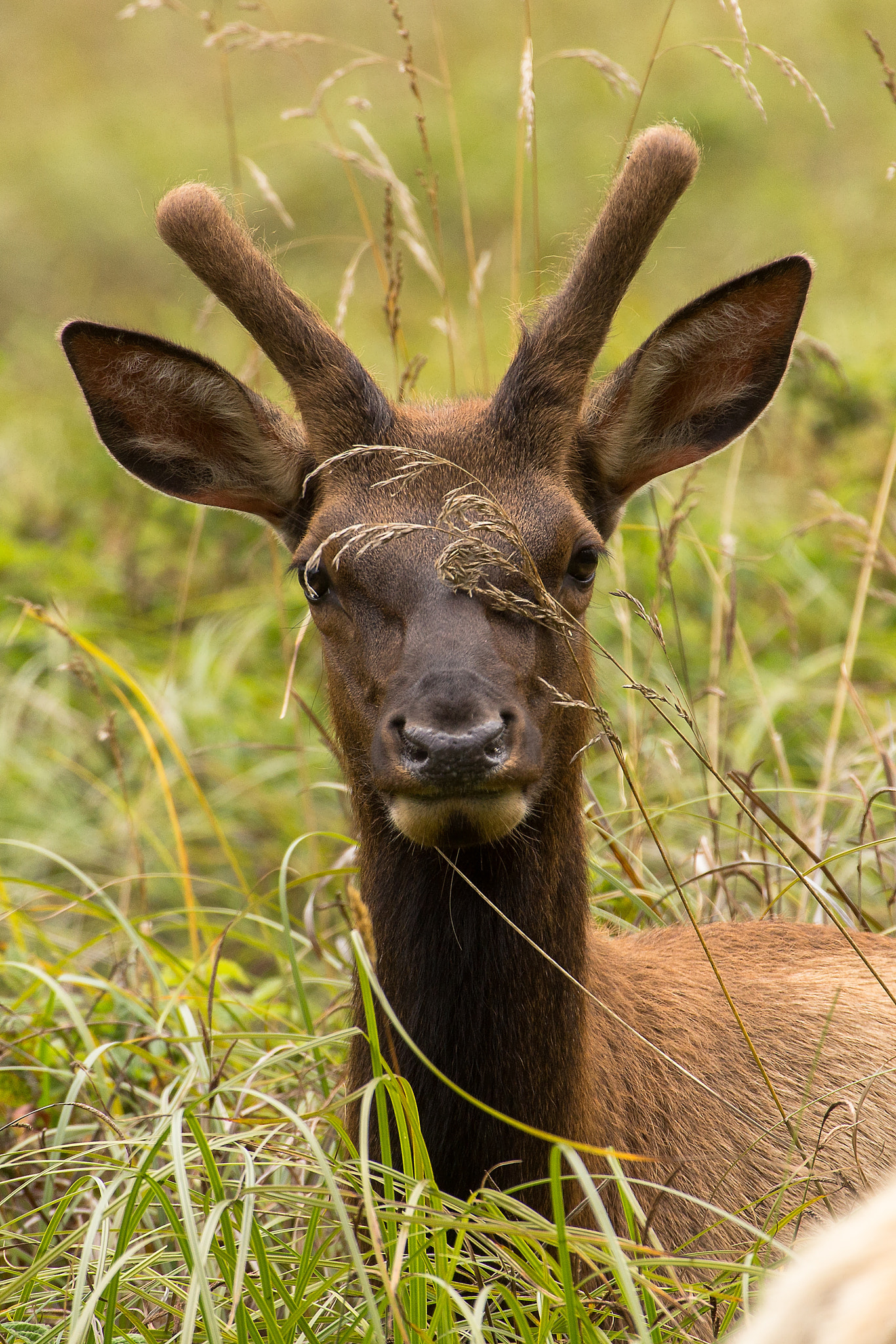 Canon EF 100-400mm F4.5-5.6L IS USM sample photo. Elk in the headlights photography