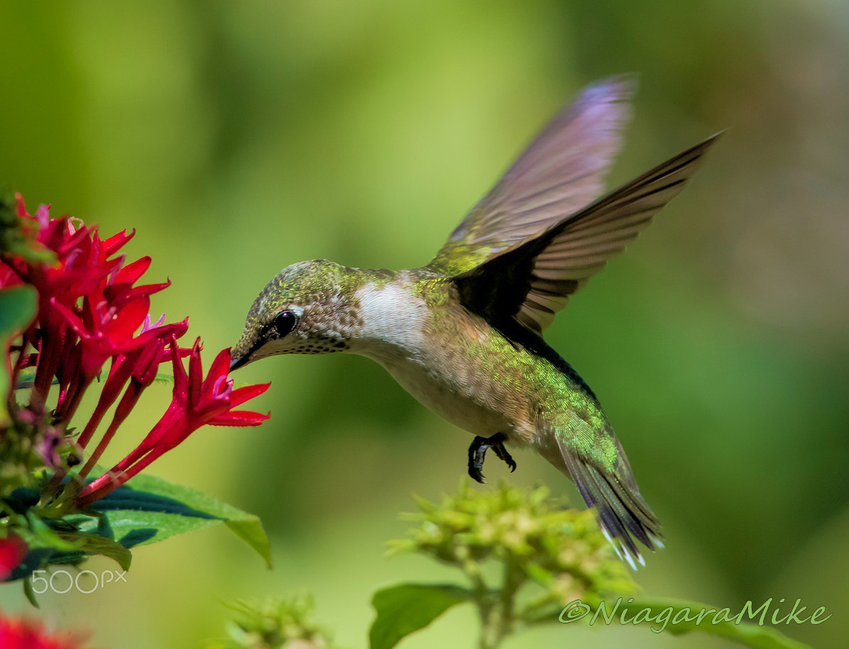 Nikon D810 + Nikon AF-S Nikkor 300mm F4D ED-IF sample photo. Ruby throated hummingbird photography
