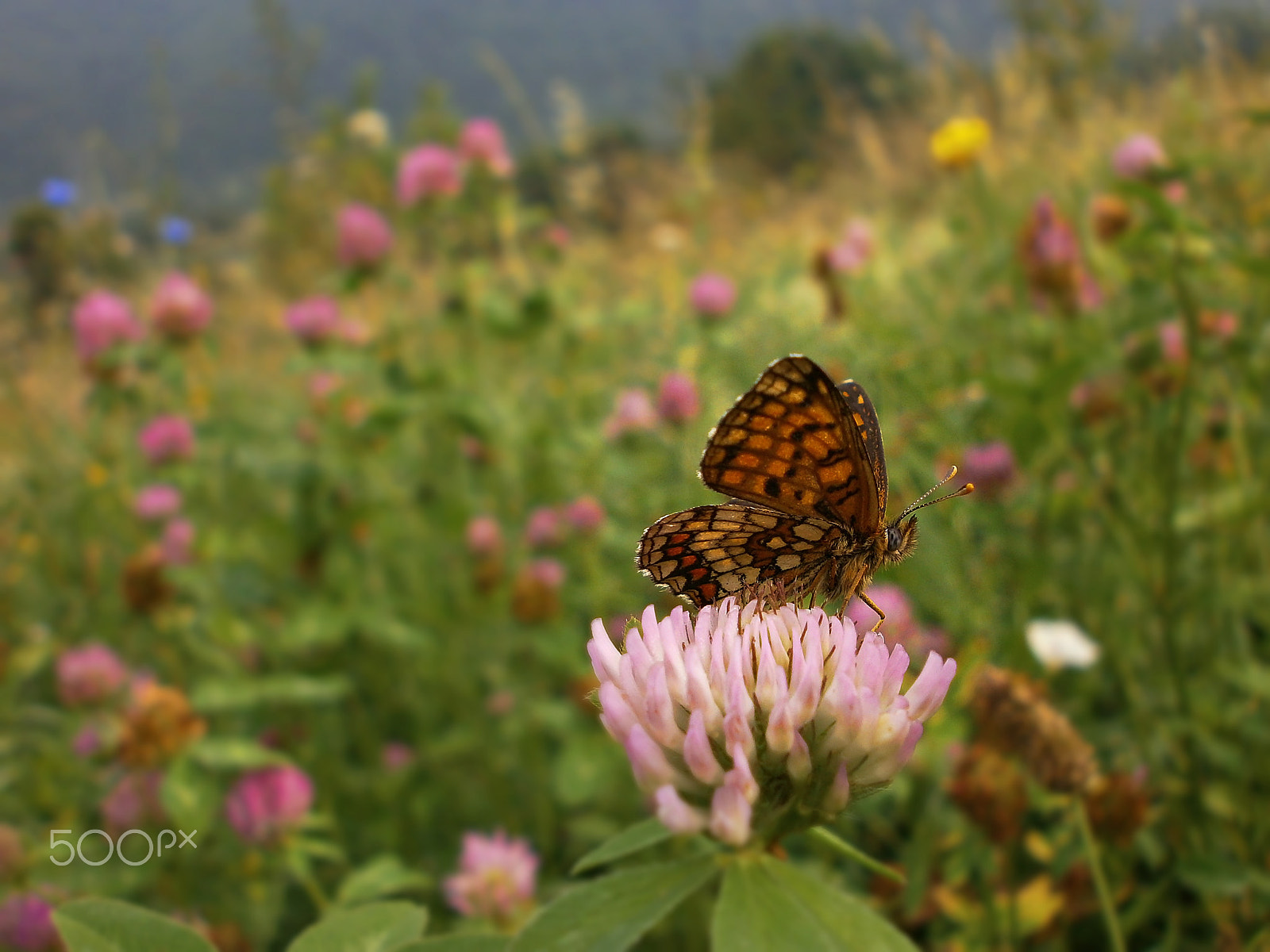 Olympus VG110,D700 sample photo. Butterfly 4 photography