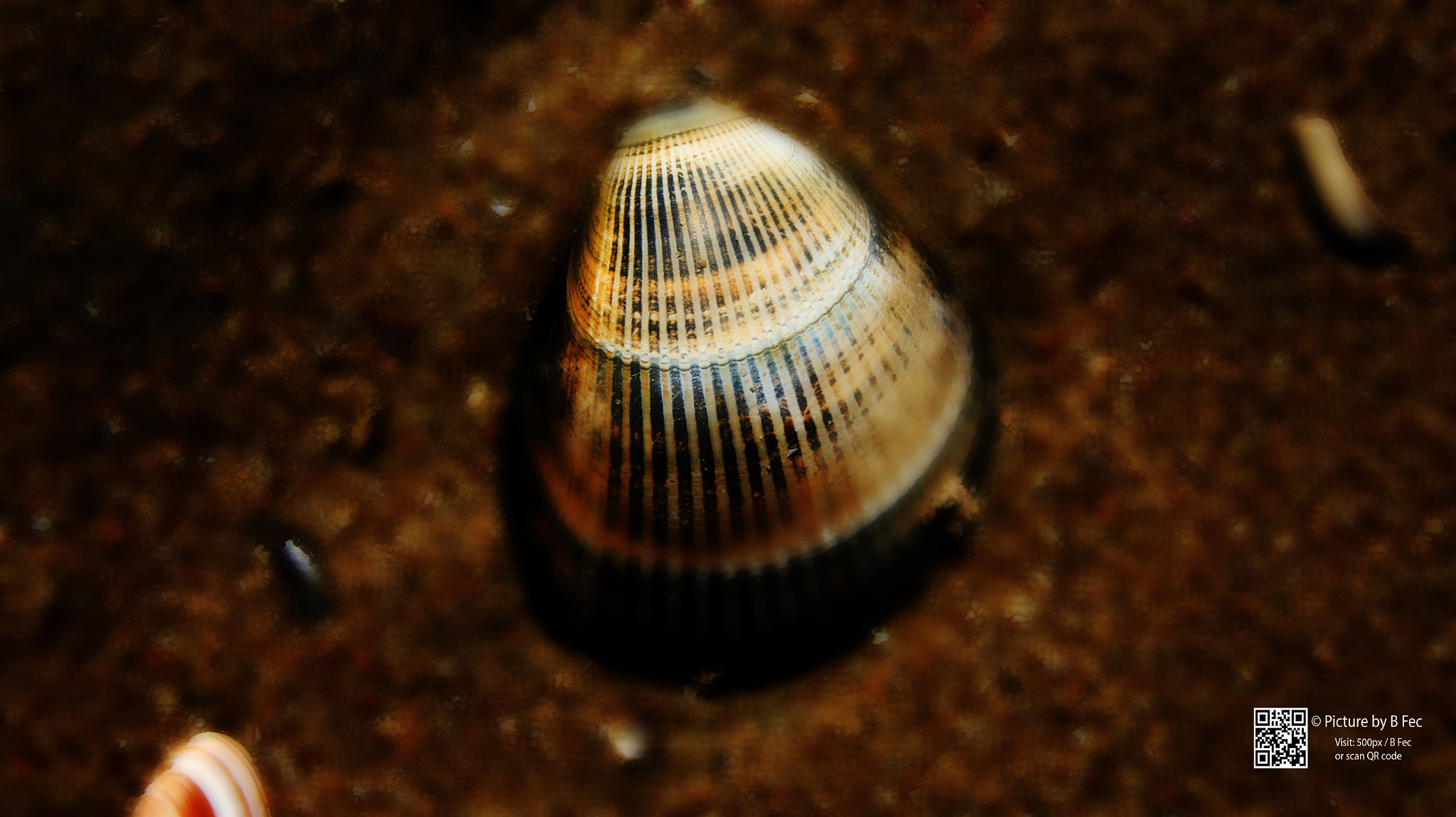 Canon EF-S 10-22mm F3.5-4.5 USM sample photo. Shell photography