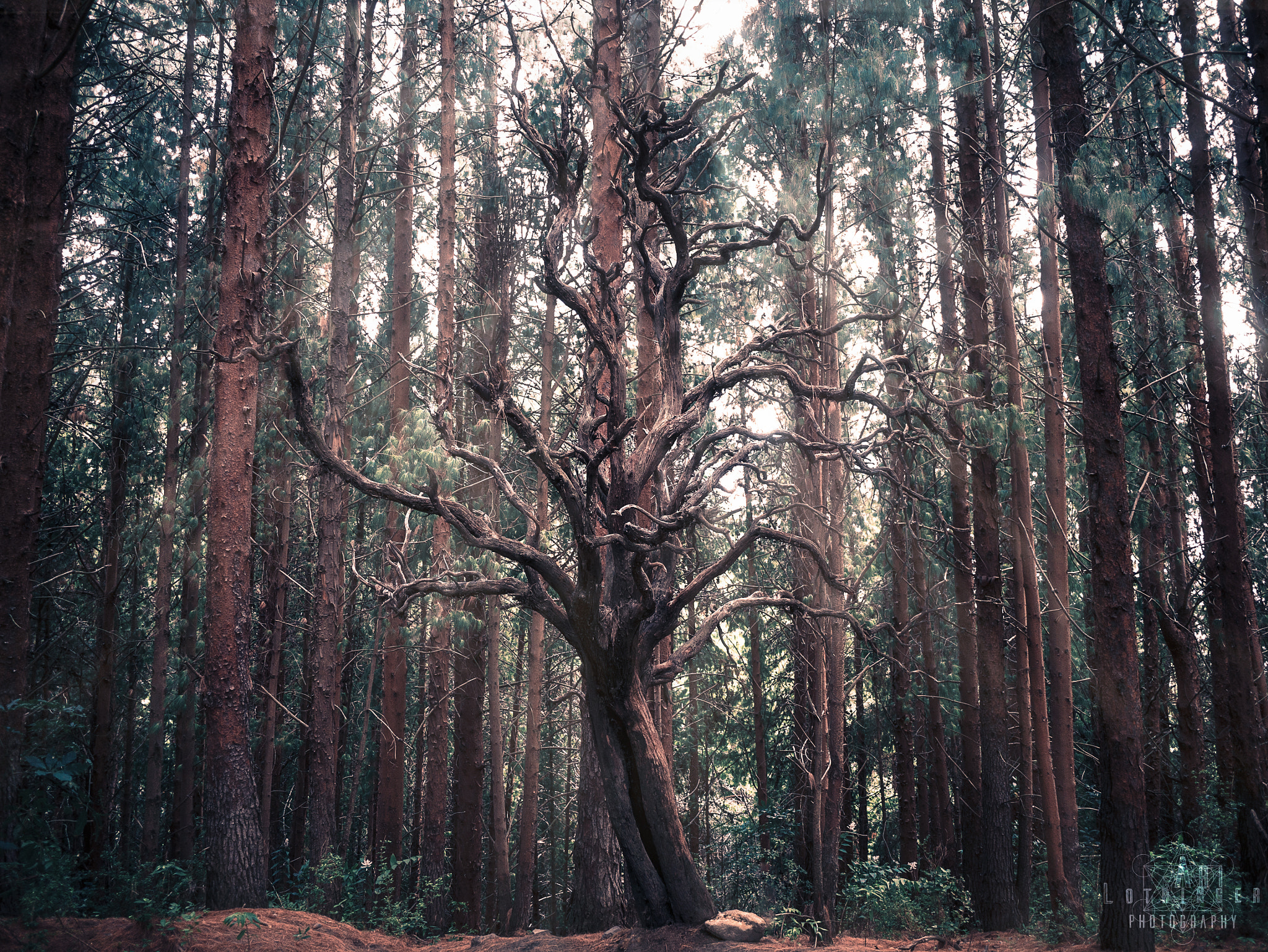 Panasonic Lumix DMC-G7 + Panasonic Lumix G 14mm F2.5 ASPH sample photo. Eerie tree photography