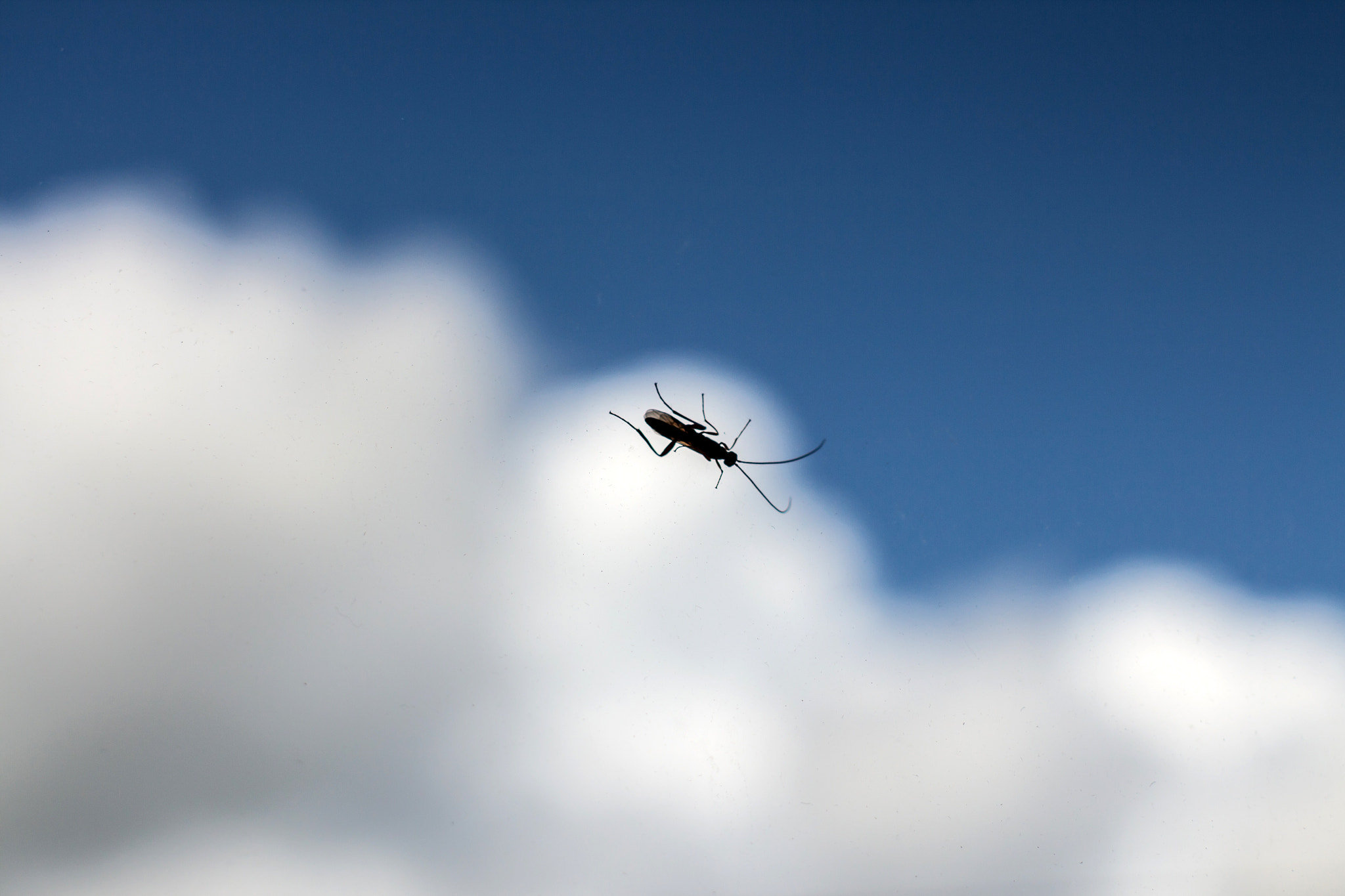 Canon EF 35-80mm f/4-5.6 sample photo. Ced eborig photography