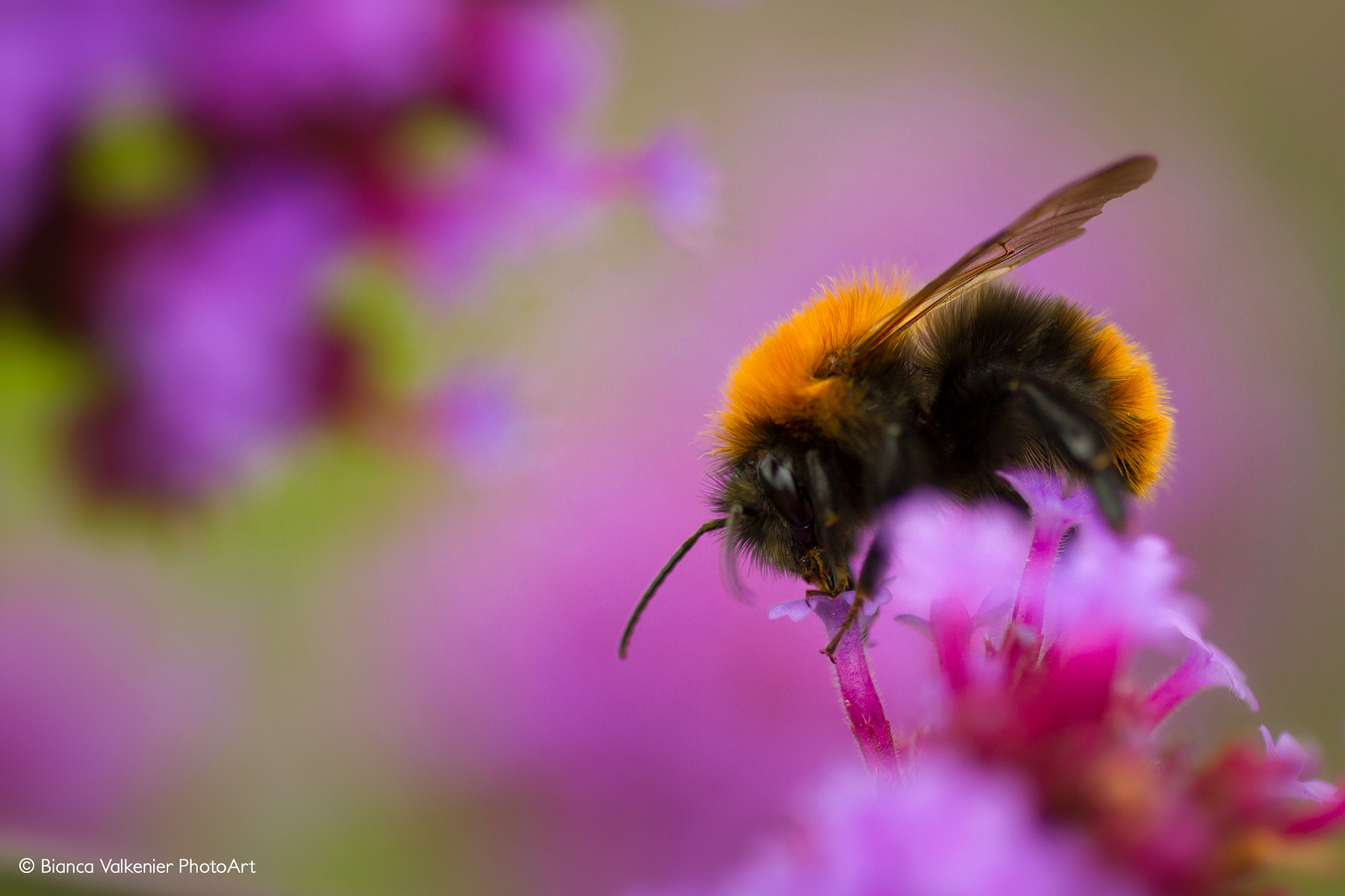 Sigma 150mm f/2.8 EX DG OS HSM APO Macro sample photo. Bumblebee (bombus pascuorum) photography