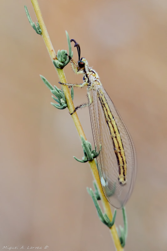 Sony ILCA-77M2 sample photo. Ant lion photography