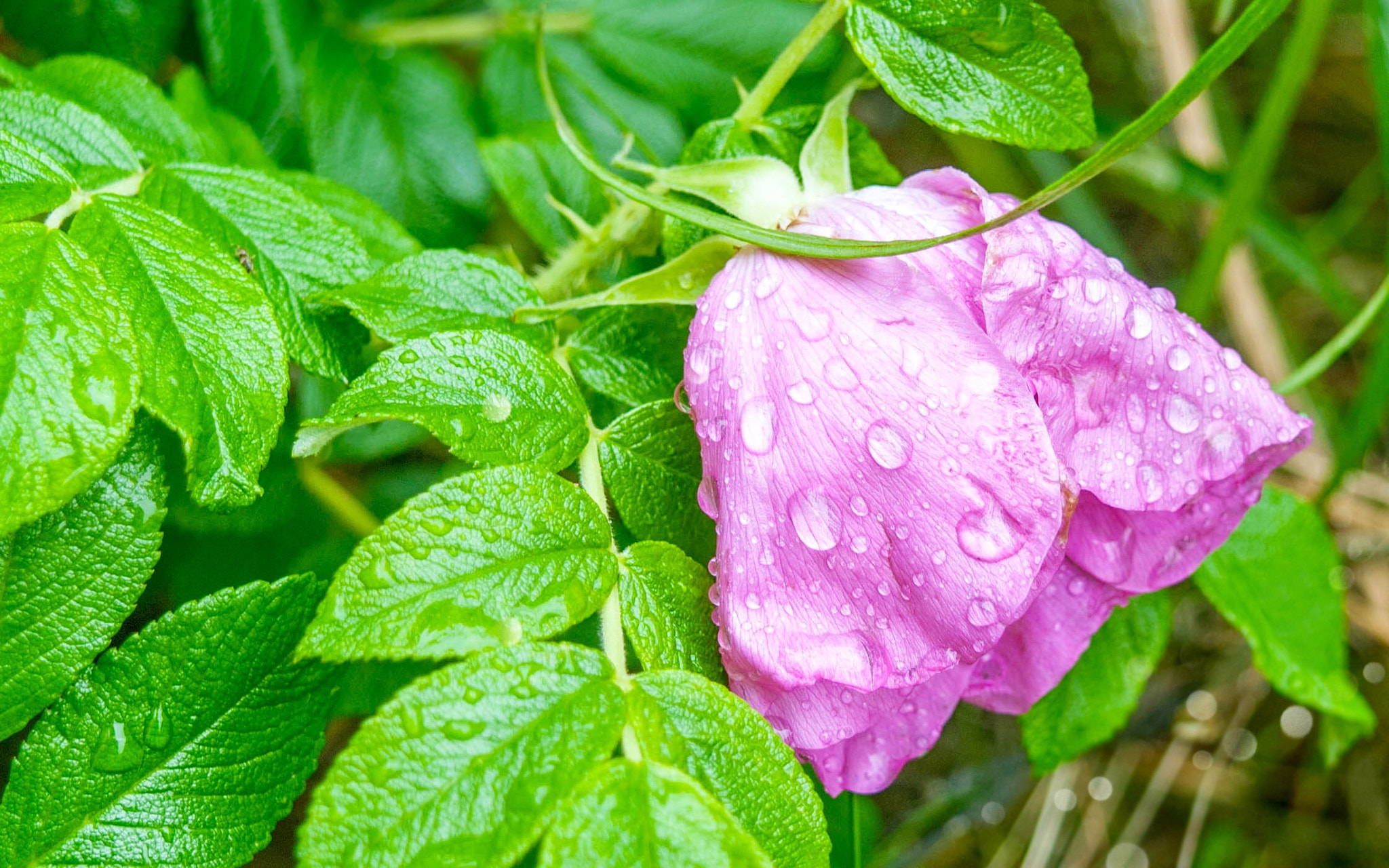 Nikon D3000 sample photo. Flower photography