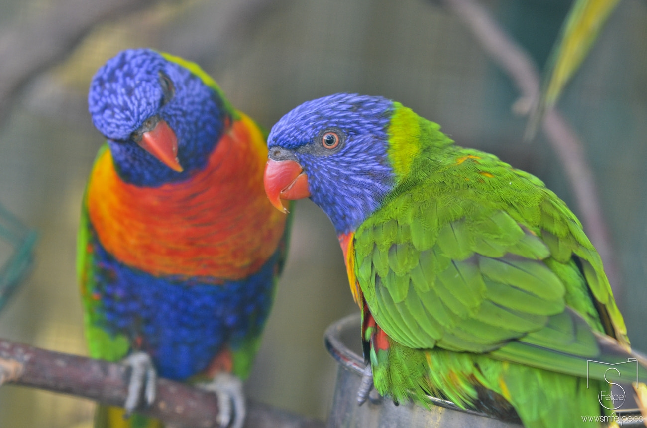 Sigma 70-200mm F2.8 EX DG Macro HSM II sample photo. Loris arcoiris photography