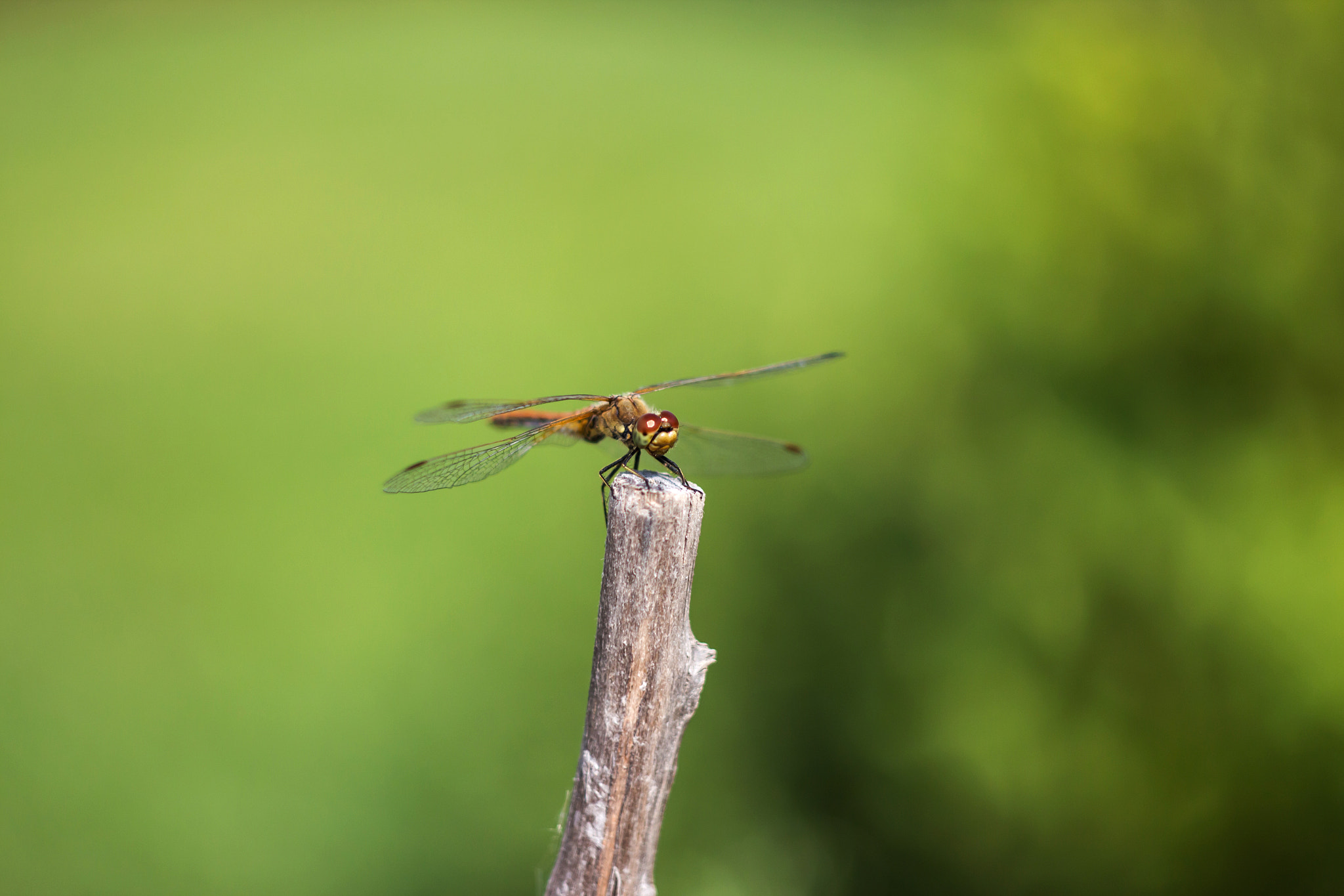 Canon EF 35-80mm f/4-5.6 sample photo. Ac dedb orig photography