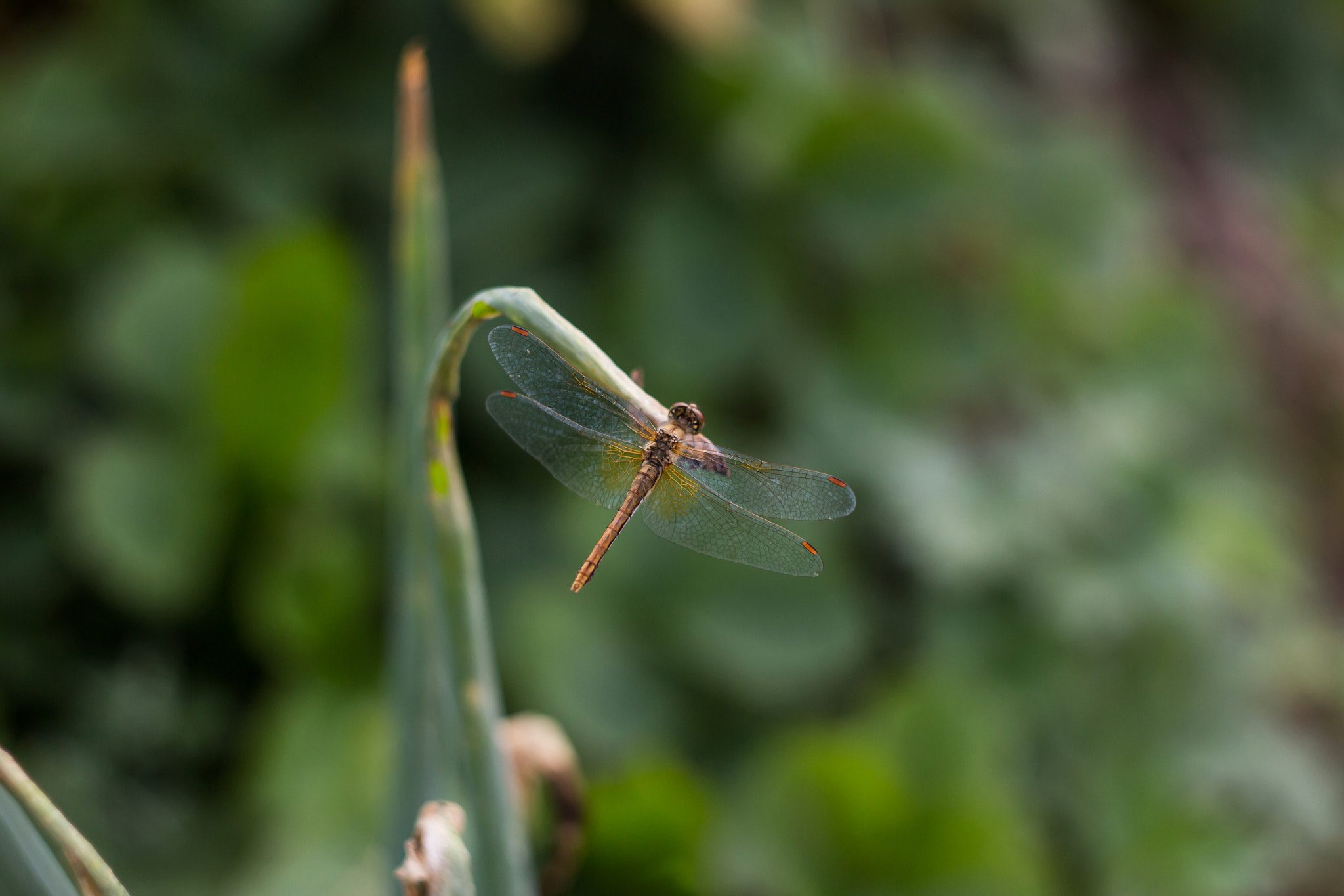 Canon EF 35-80mm f/4-5.6 sample photo. Ad forig photography