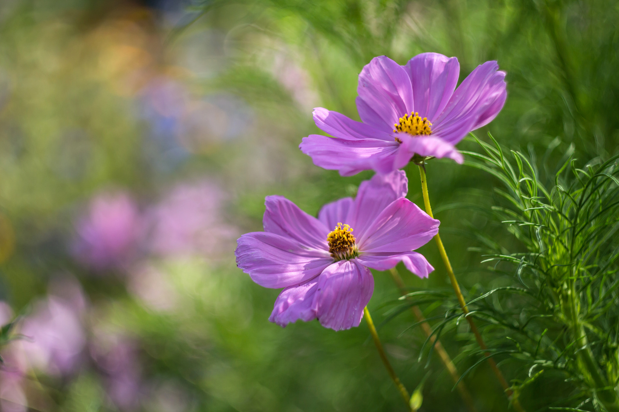 Canon EF 35-80mm f/4-5.6 sample photo. Adaorig photography