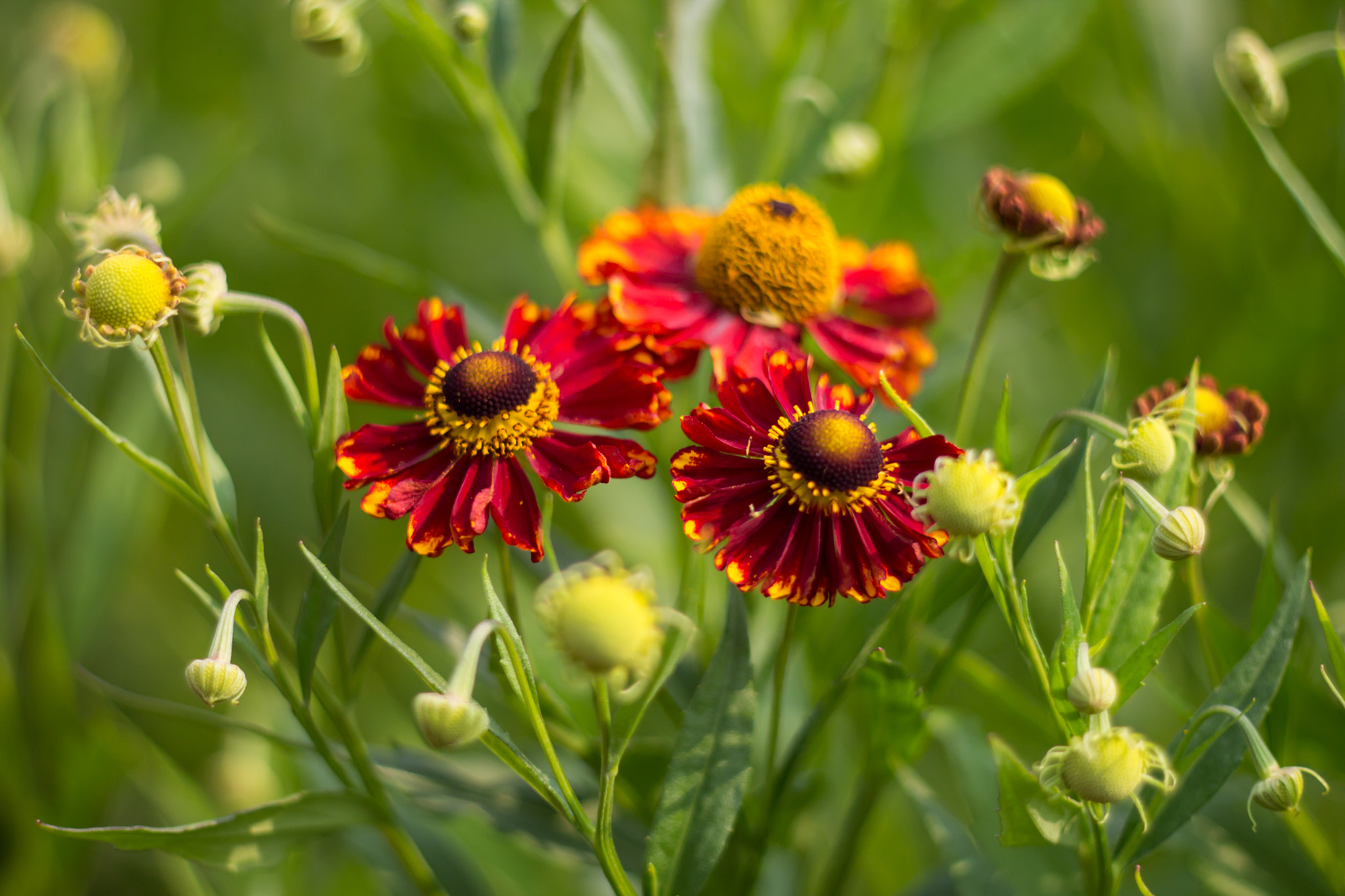 Canon EF 35-80mm f/4-5.6 sample photo. Abeorig photography