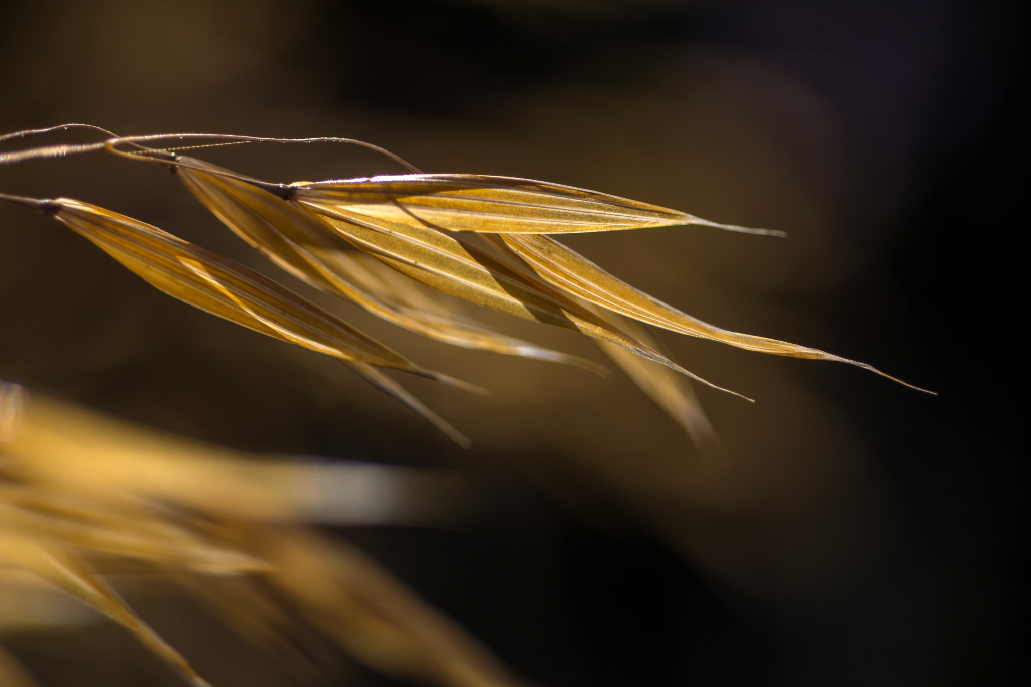 Nikon D7100 + AF Micro-Nikkor 60mm f/2.8 sample photo. Have you had your oats today? photography