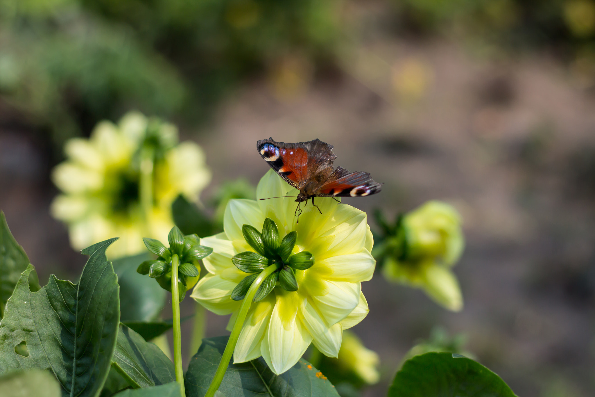 Canon EF 35-80mm f/4-5.6 sample photo. Aacfdorig photography