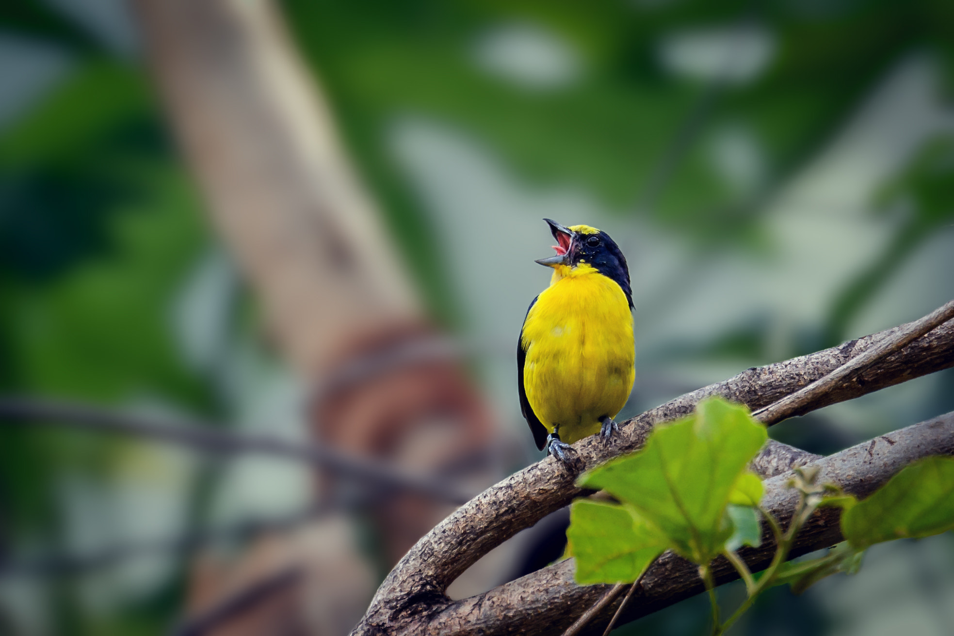 Tamron SP 70-200mm F2.8 Di VC USD sample photo. Crying citron photography