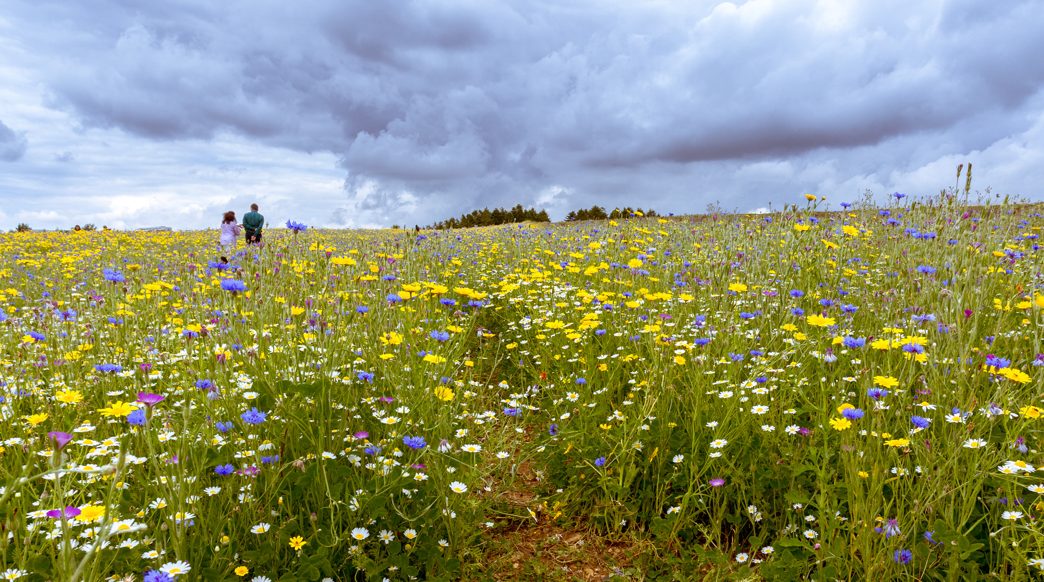 Canon EOS-1D Mark IV sample photo. Storm clouds and wildflowers photography
