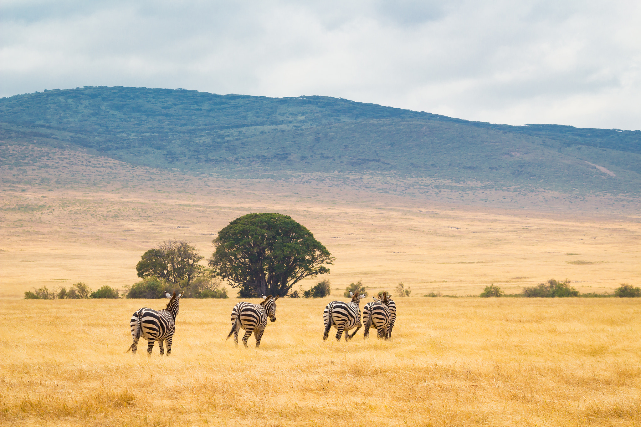Canon EF-S 55-250mm F4-5.6 IS sample photo. Zebras ngorongoro photography