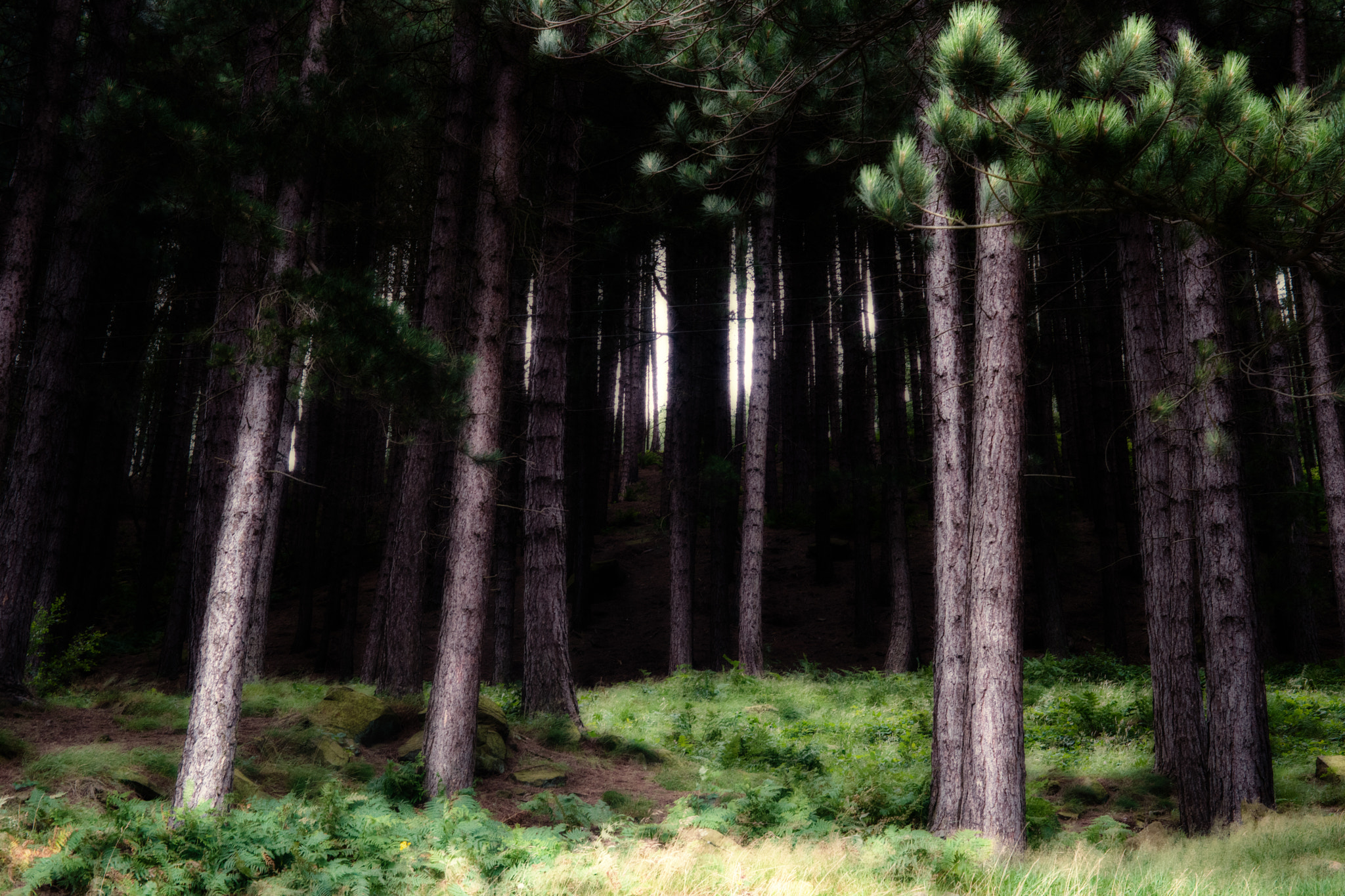 NX 30mm F2 sample photo. Klimt photography