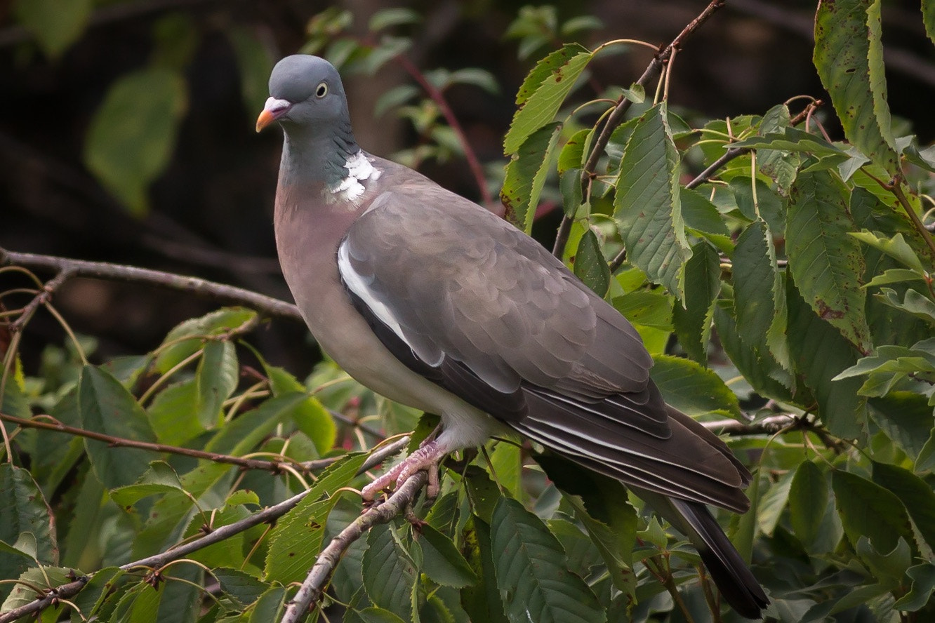Canon EOS 70D + Canon EF 400mm F5.6L USM sample photo. Wood pigeon photography