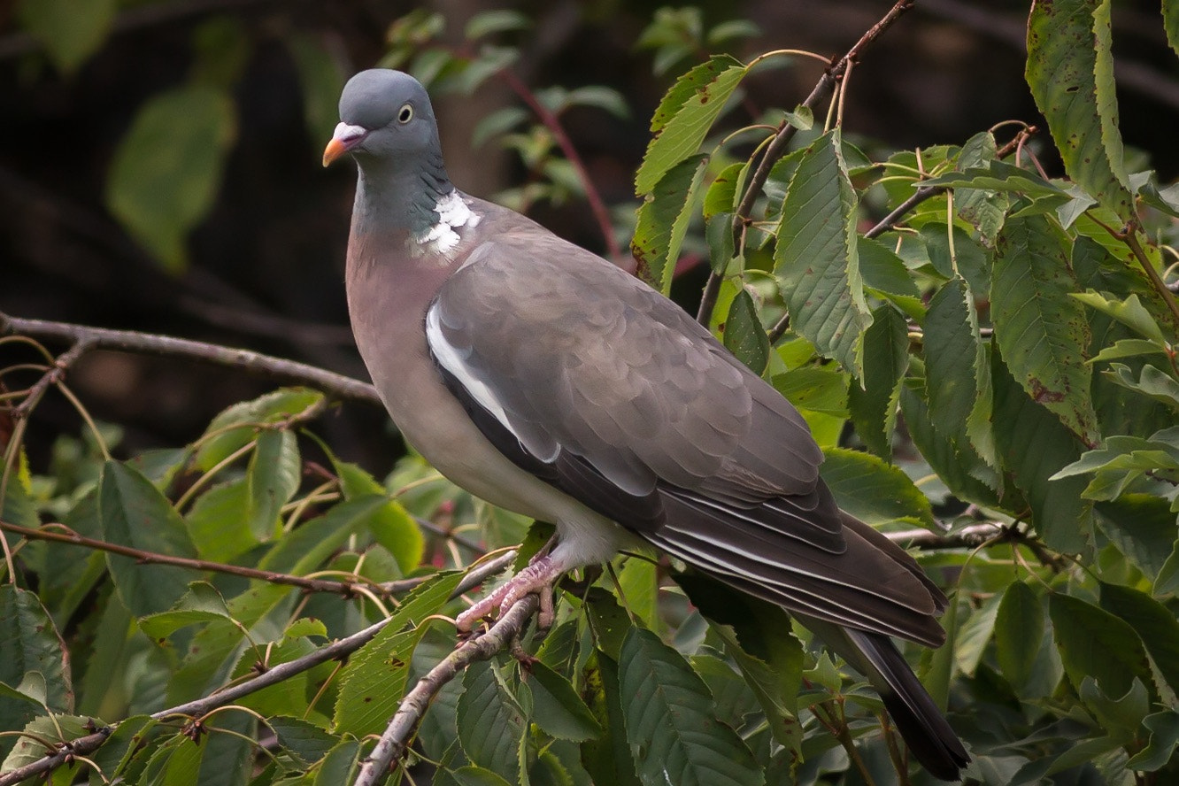 Canon EF 400mm F5.6L USM sample photo. Wood pigeon photography