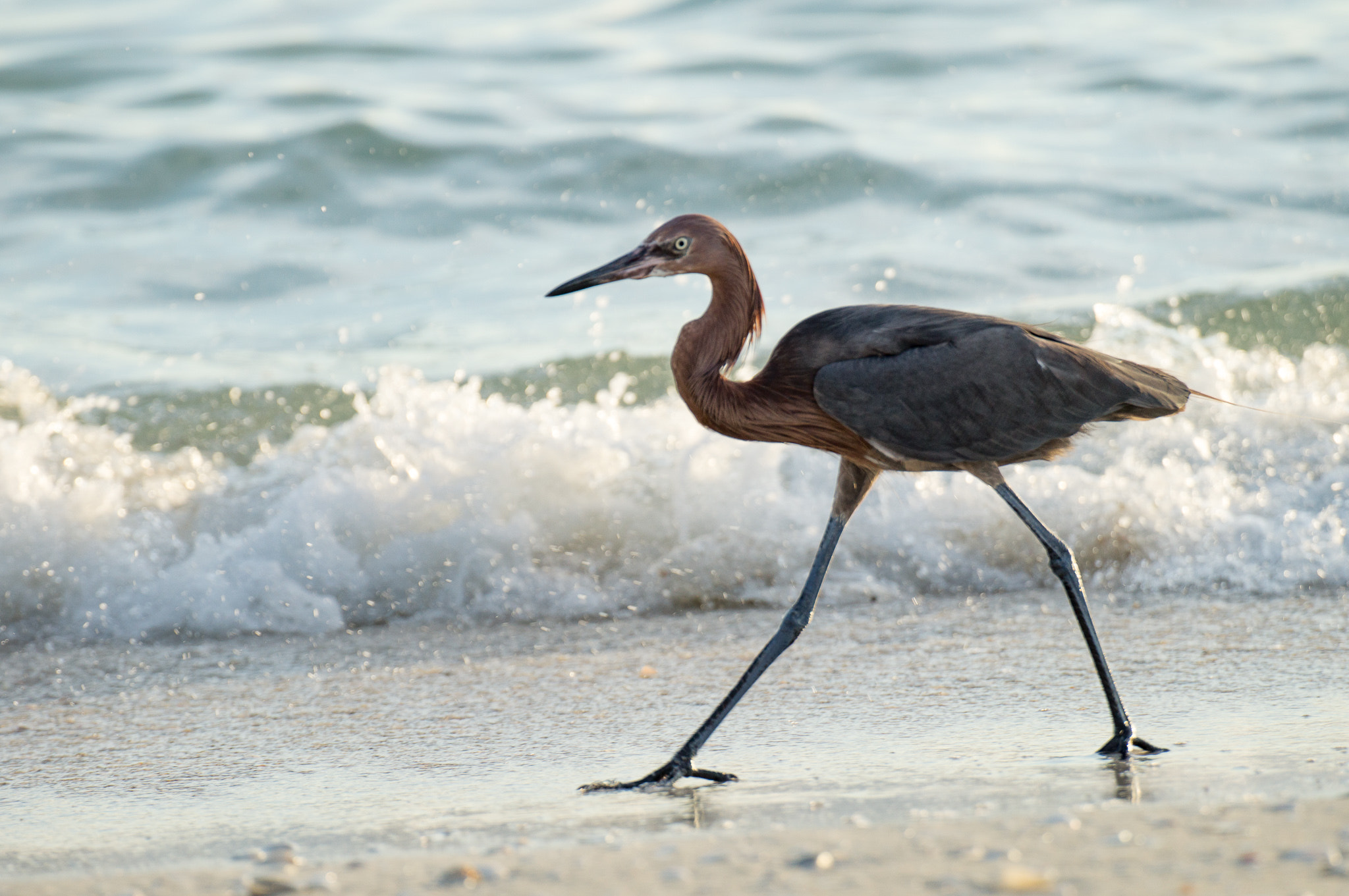 Tamron SP 70-300mm F4-5.6 Di USD sample photo. Reddish egret hunting in the surf photography