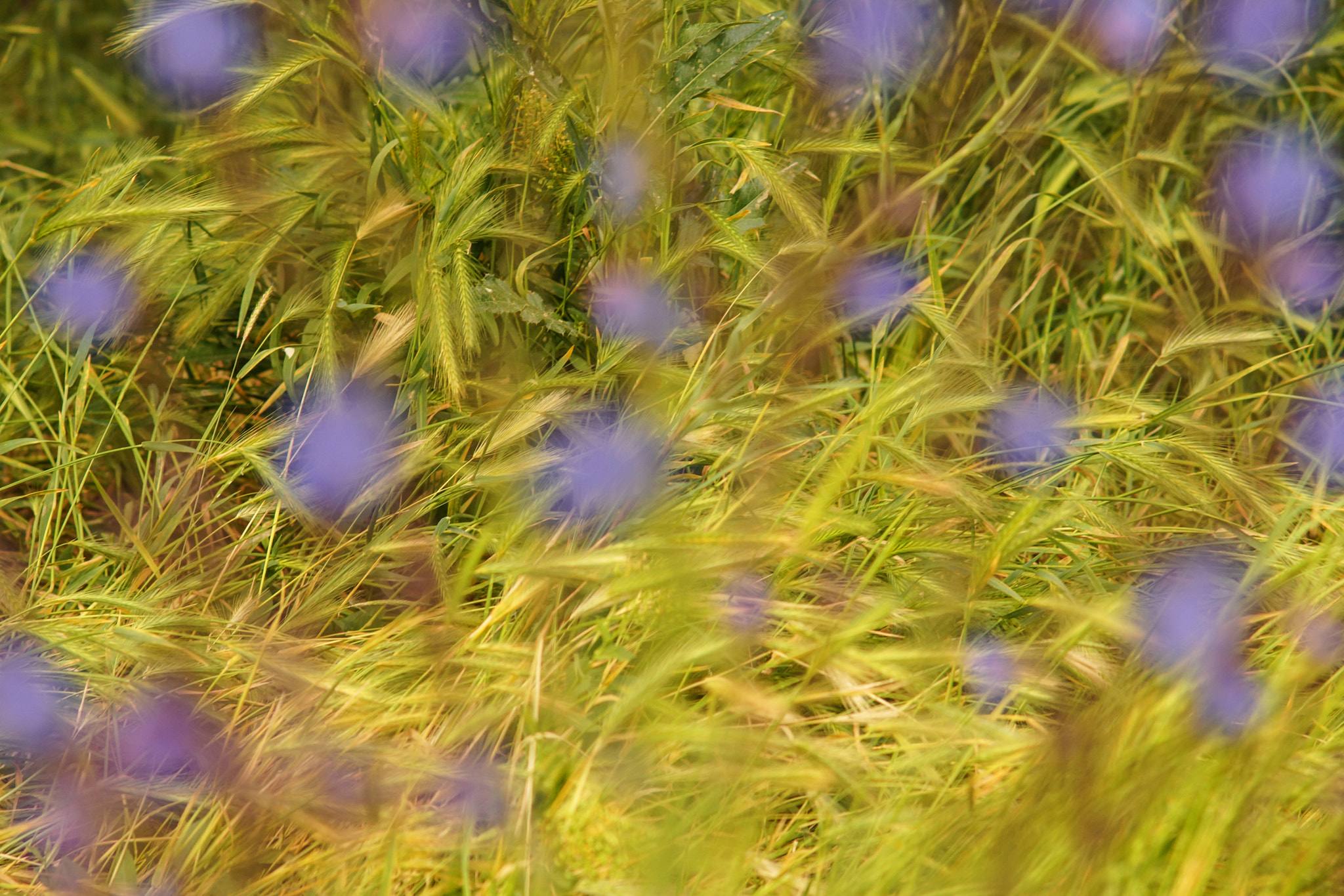 Sony SLT-A65 (SLT-A65V) + Sony 85mm F2.8 SAM sample photo. Pseudo focusing photography