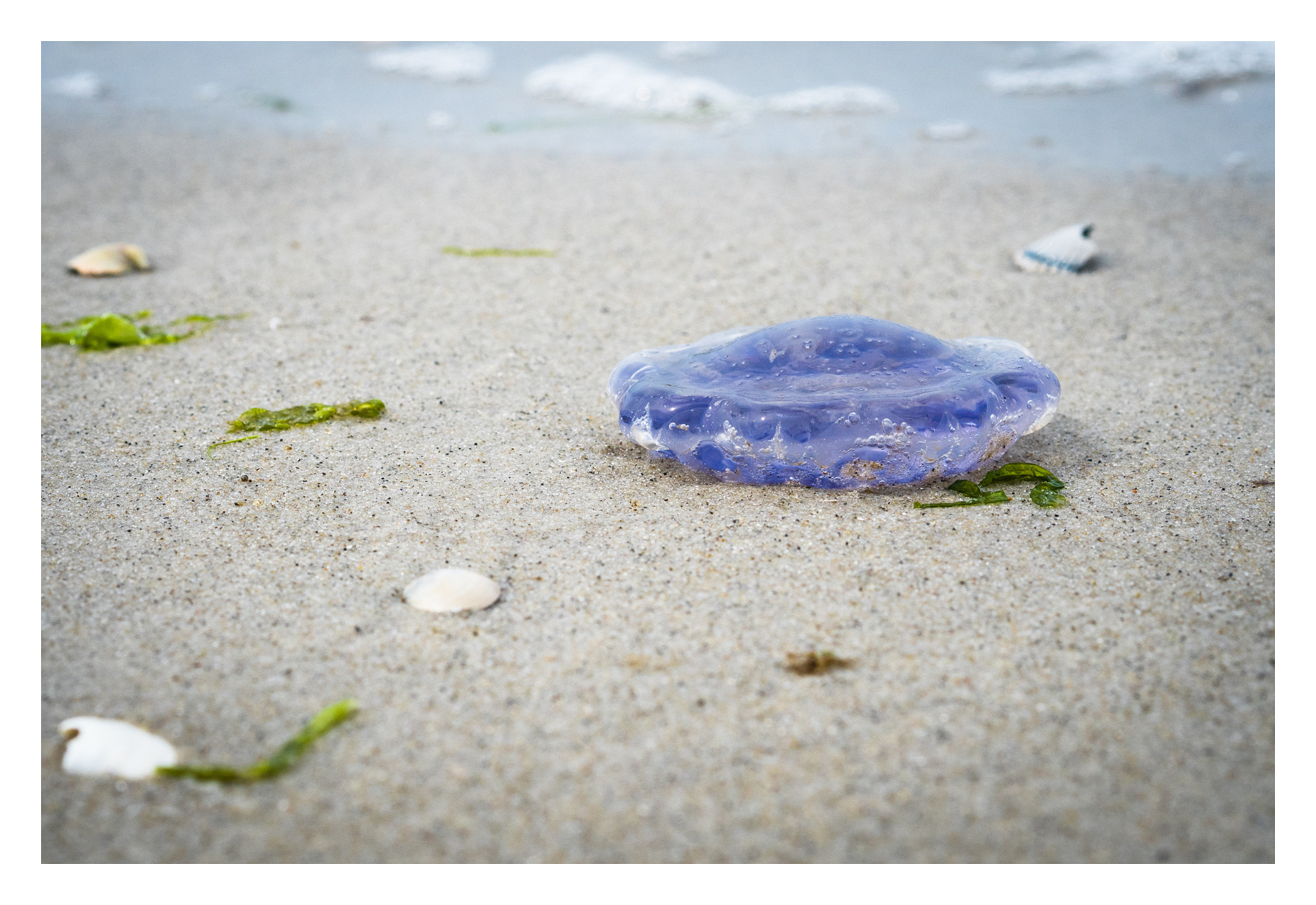 Olympus PEN E-PL7 + Olympus M.Zuiko Digital 45mm F1.8 sample photo. Blue jellyfish photography