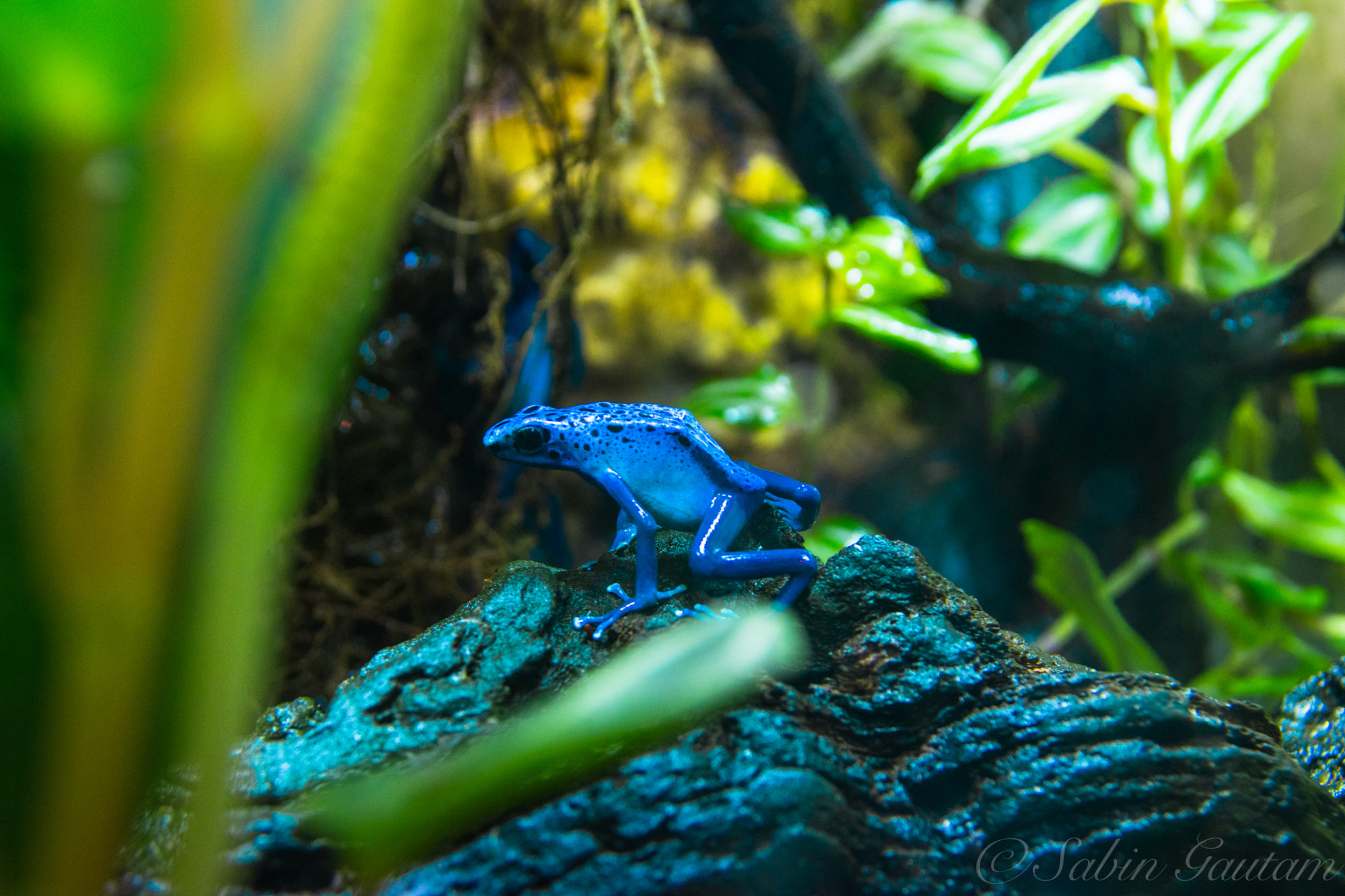 Nikon D5300 + Nikon AF-S DX Nikkor 18-300mm F3.5-5.6G ED VR sample photo. Blue poison dart frog photography