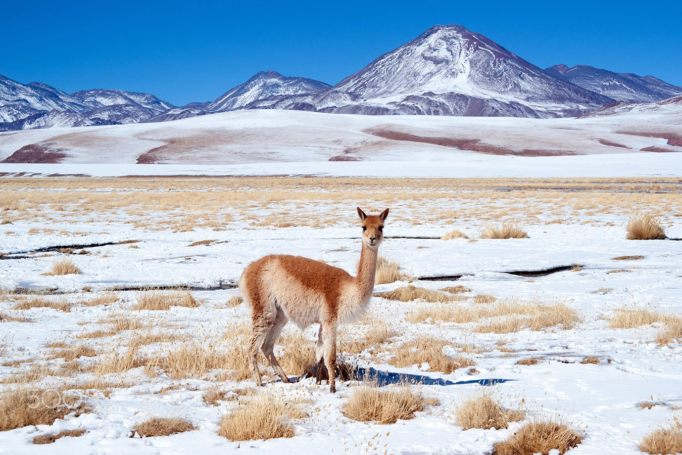 Sony Alpha DSLR-A900 + 35-70mm F4 sample photo. Vicuña and volcano photography