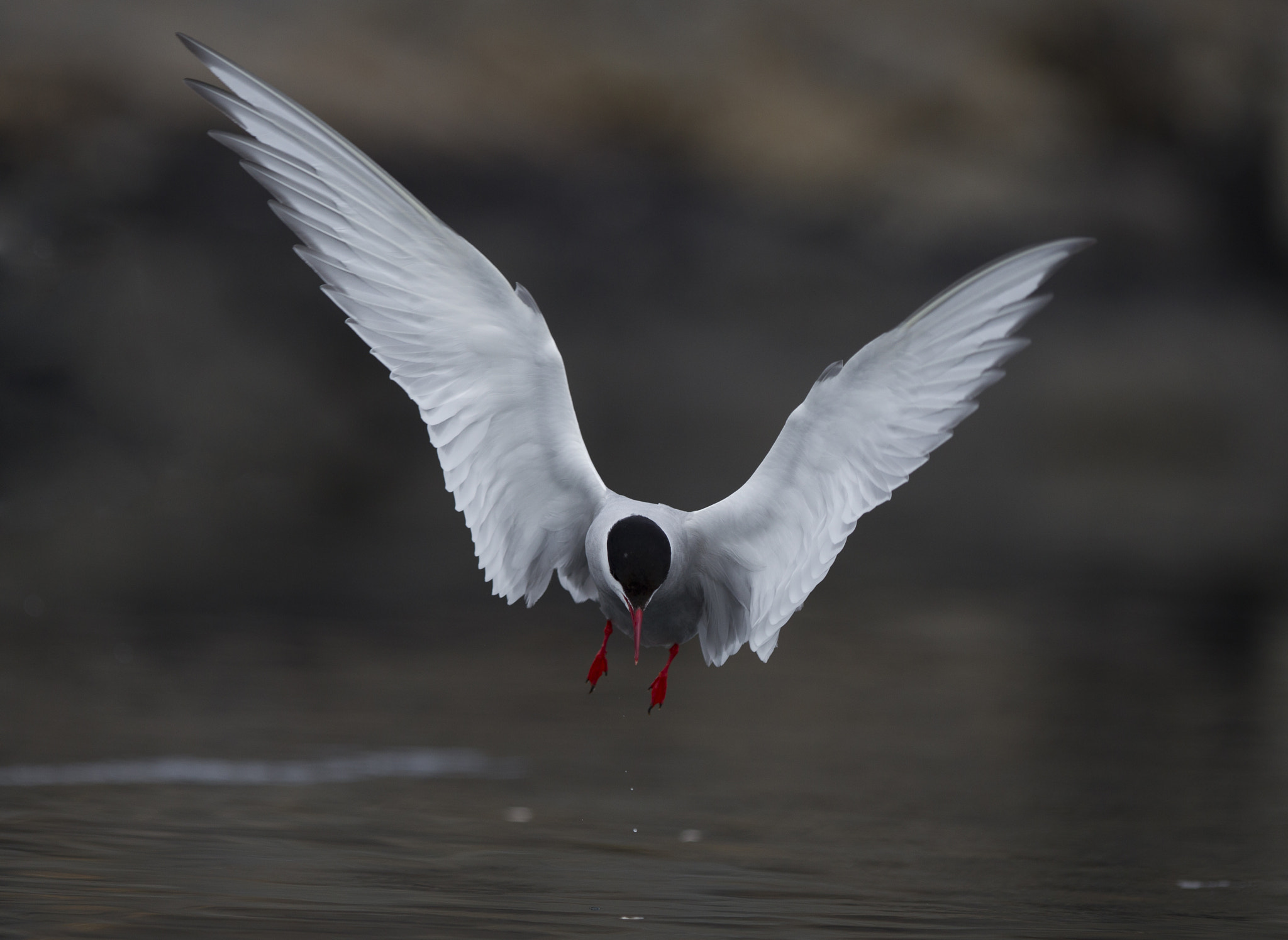 Canon EF 300mm F2.8L IS USM sample photo. Arctic tern art photography