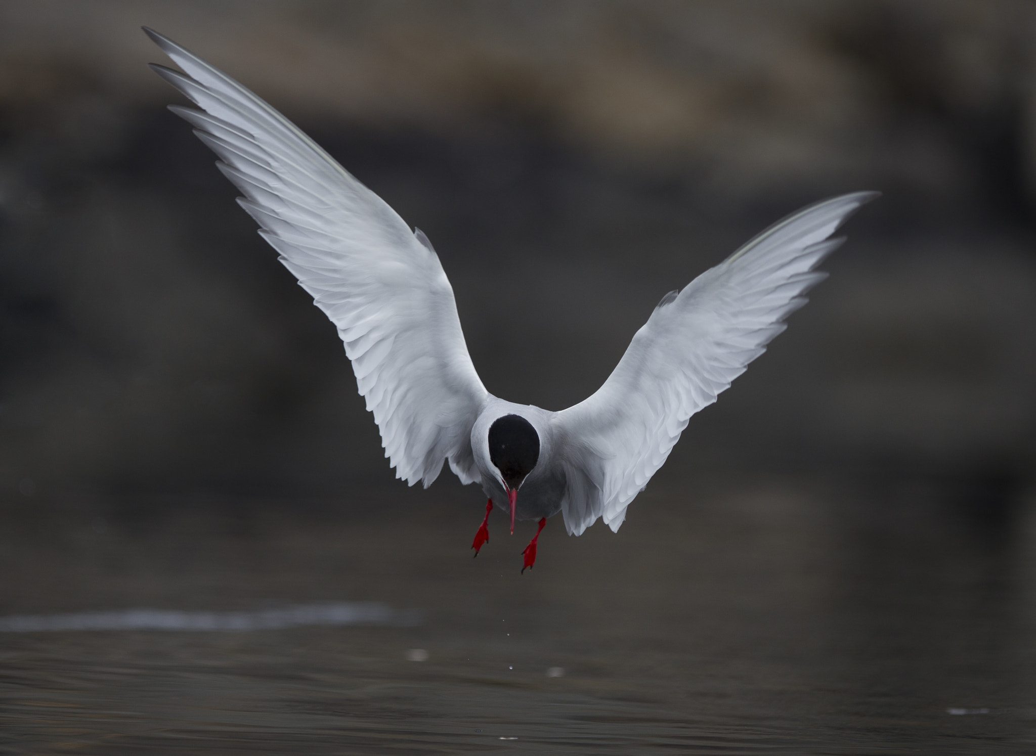 Canon EOS-1D Mark IV + Canon EF 300mm F2.8L IS USM sample photo. Arctic tern art photography