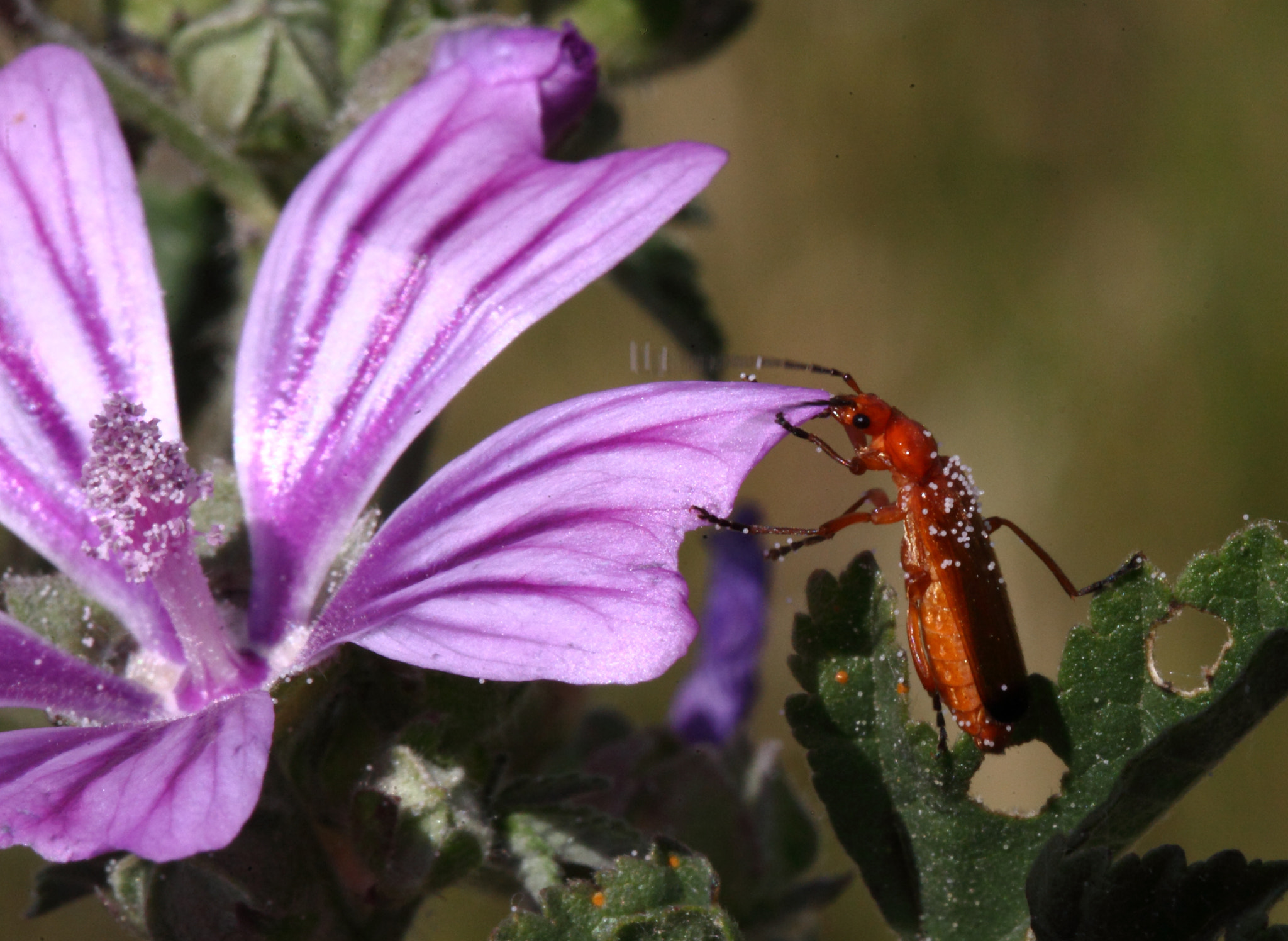 Canon EF 100mm F2.8L Macro IS USM sample photo. Jpg photography