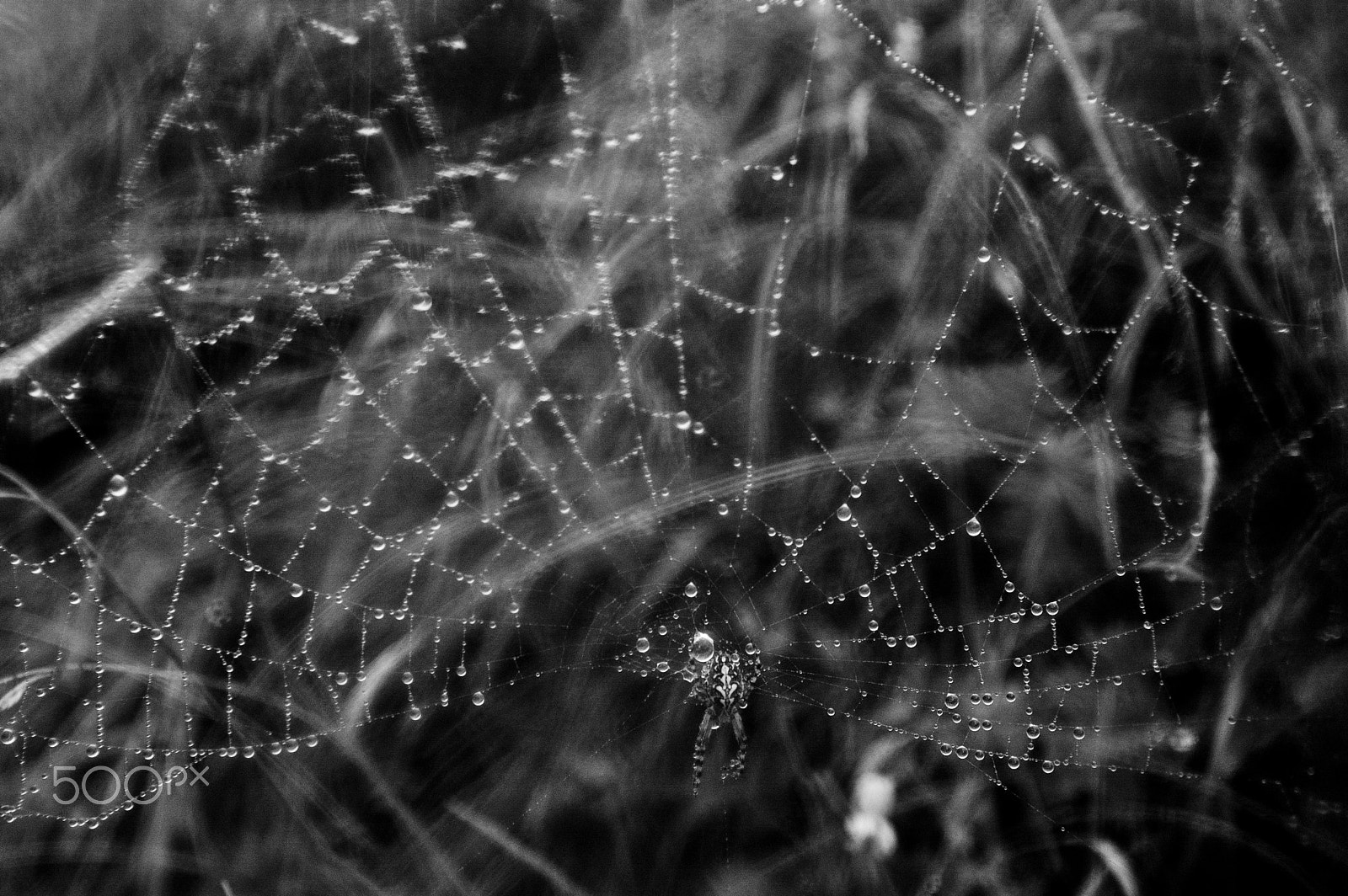 Nikon D50 sample photo. Watery net photography