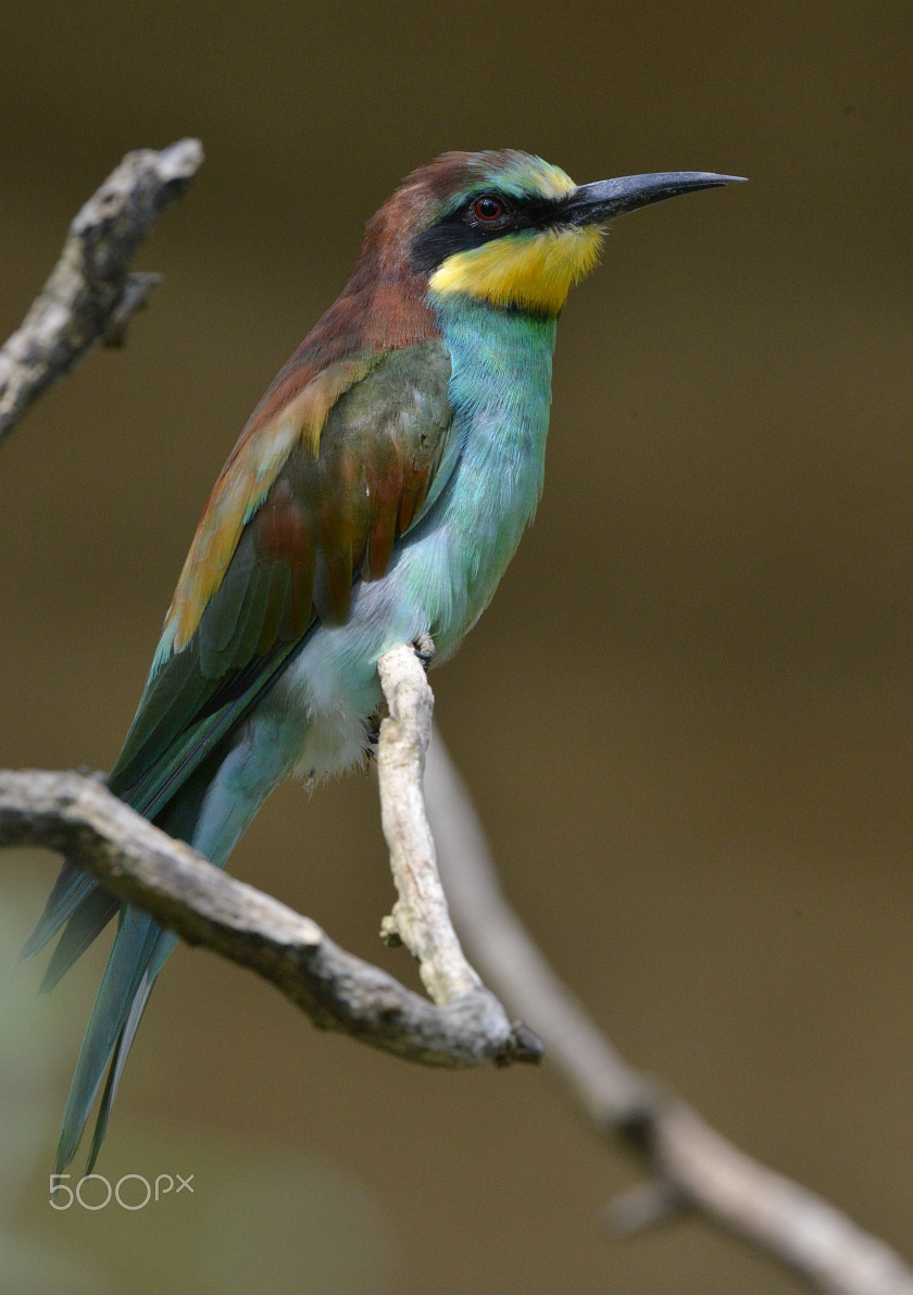 Nikon AF-S Nikkor 400mm F2.8G ED VR II sample photo. Dsc_8637.jpg photography