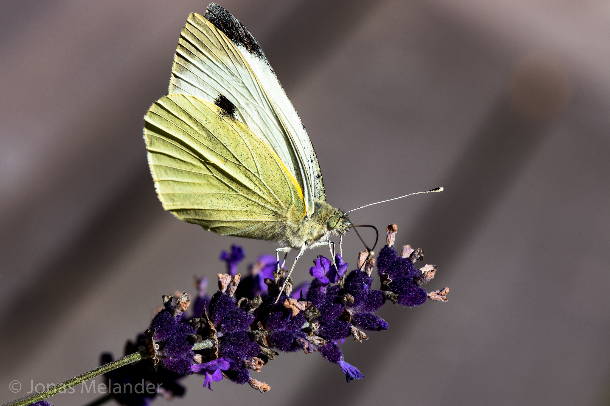 Canon EOS 80D + Canon EF 100mm F2.8L Macro IS USM sample photo. Brimestone butterfly photography