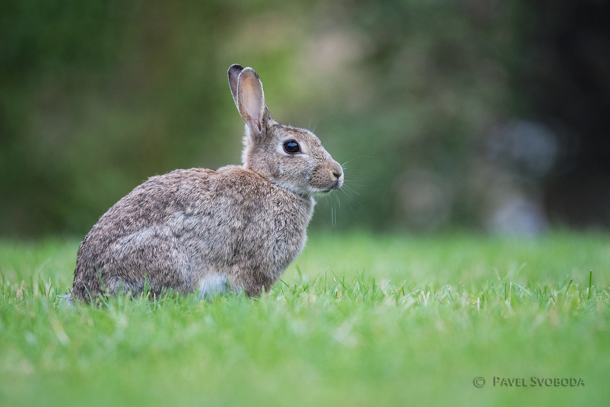 Nikon Nikkor AF-S 300mm F4E PF ED VR sample photo. Wild rabbit photography