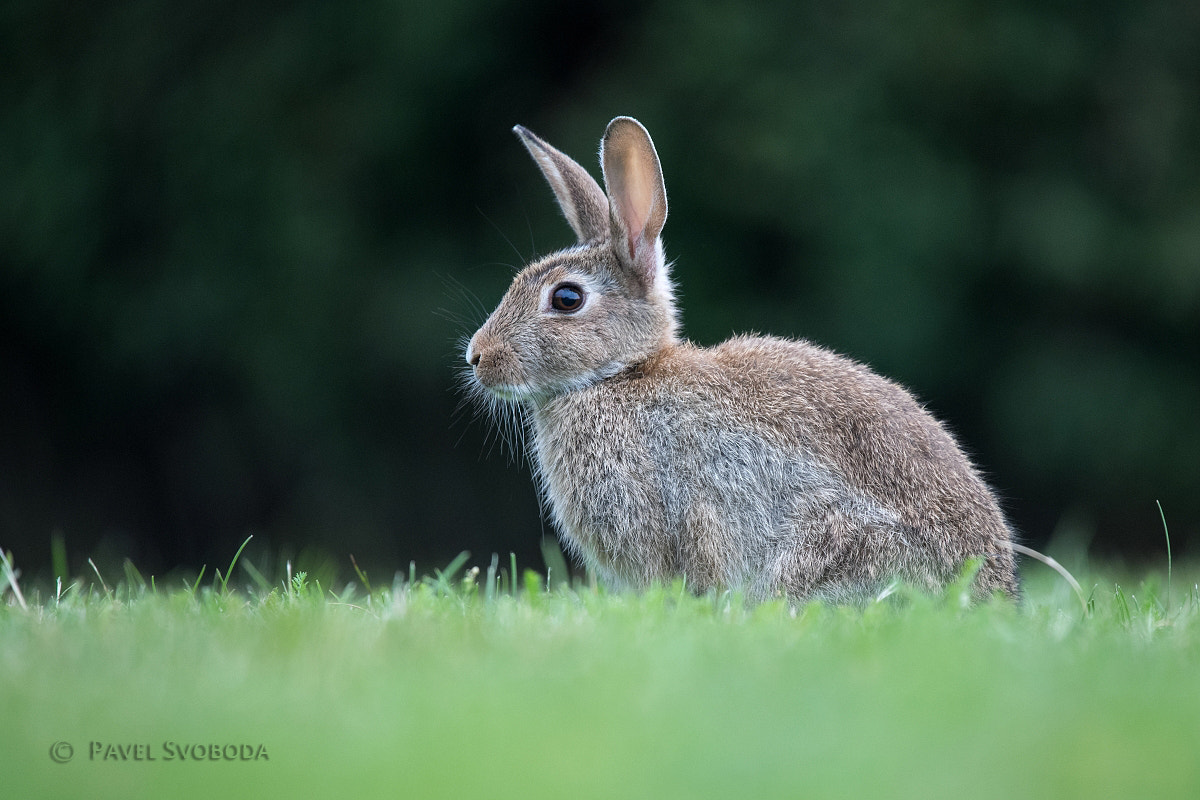 Nikon D5 sample photo. Wild rabbit photography