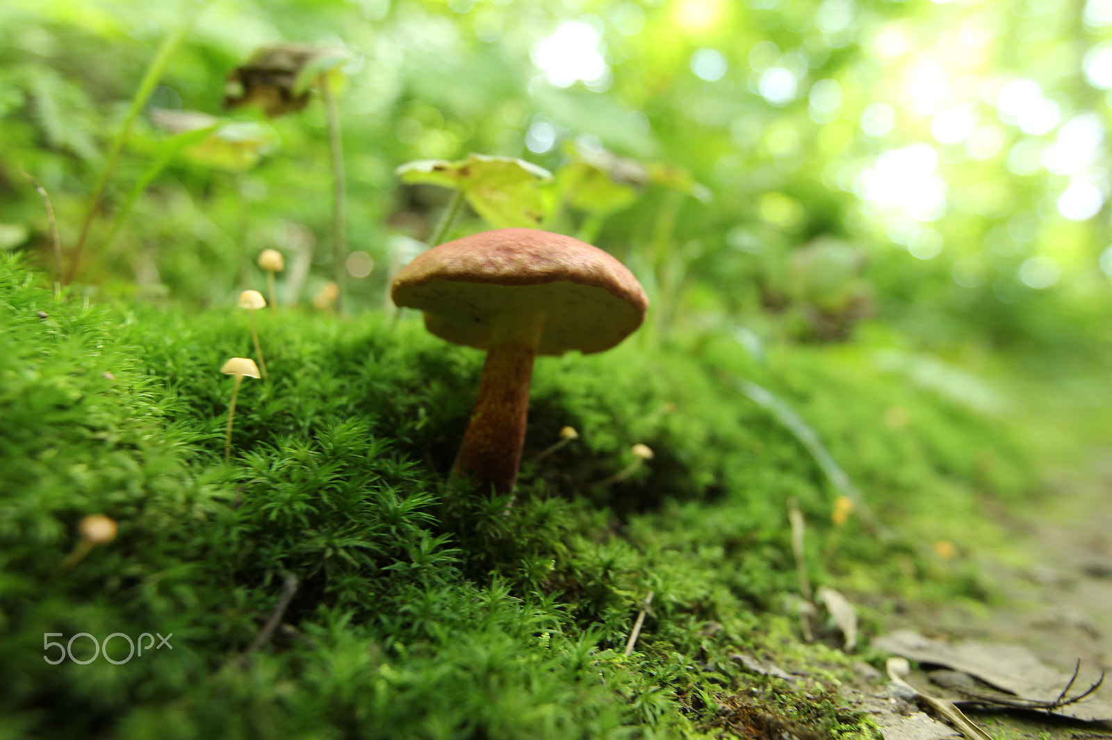 Canon EF 16-35mm F2.8L II USM sample photo. Fun with fungi 2 photography