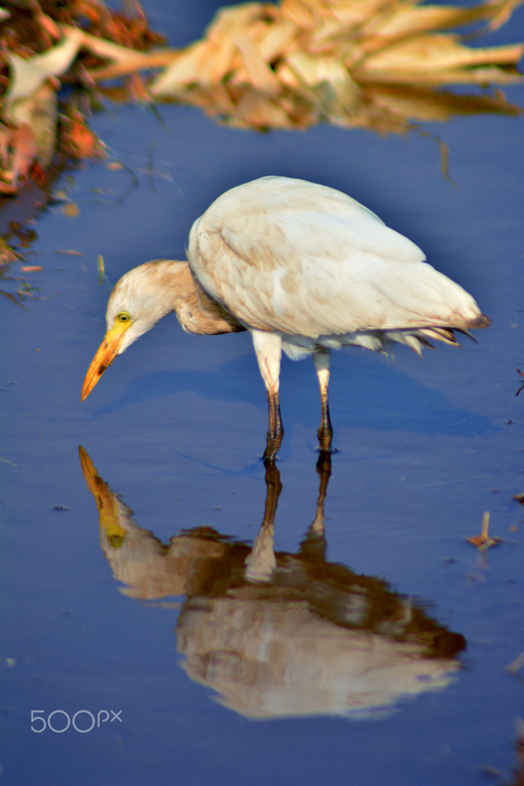Nikon AF Nikkor 70-300mm F4-5.6G sample photo. Egret photography