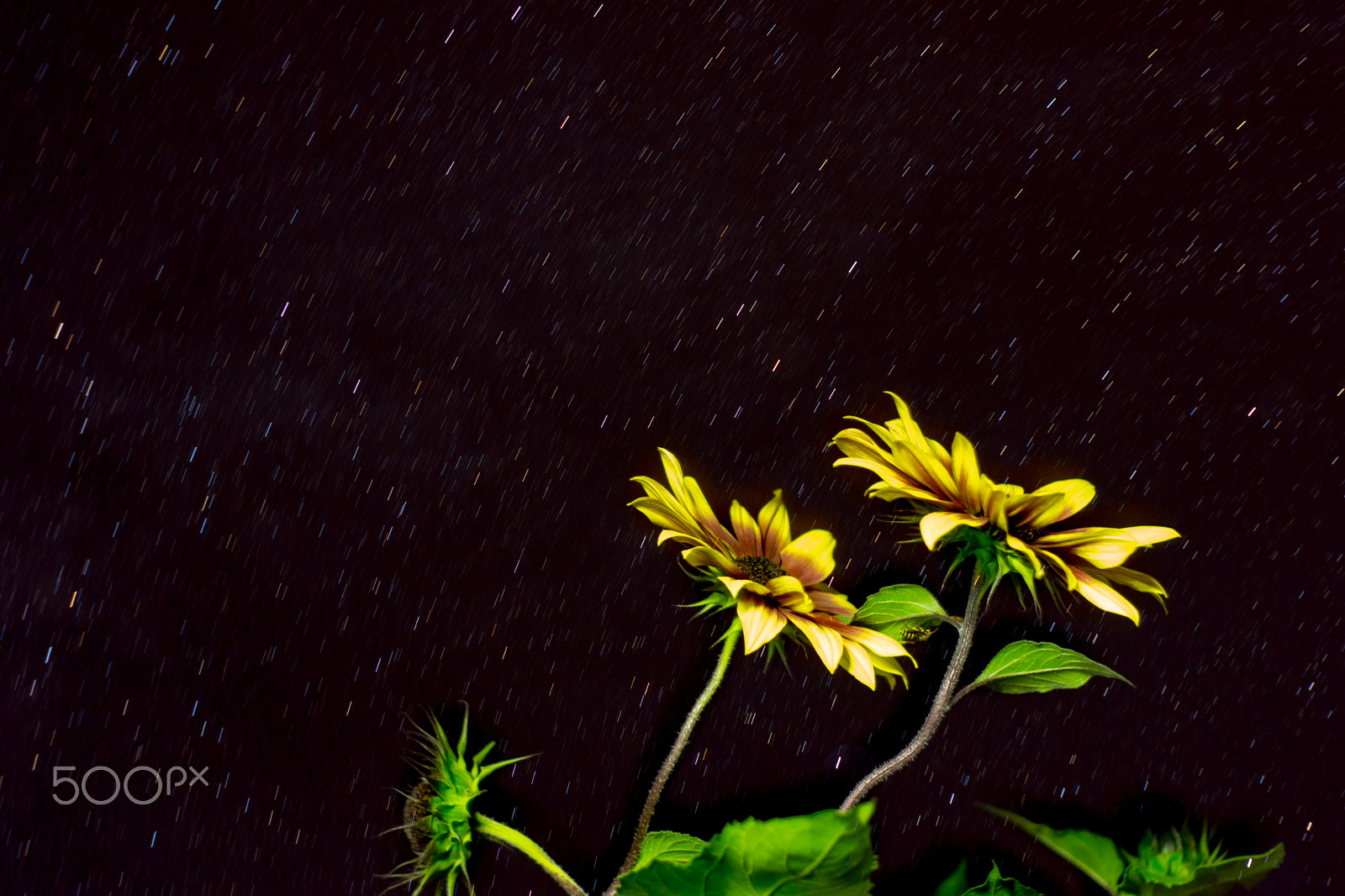 Sony SLT-A77 + Minolta AF 50mm F1.7 sample photo. Meeting with the stars photography