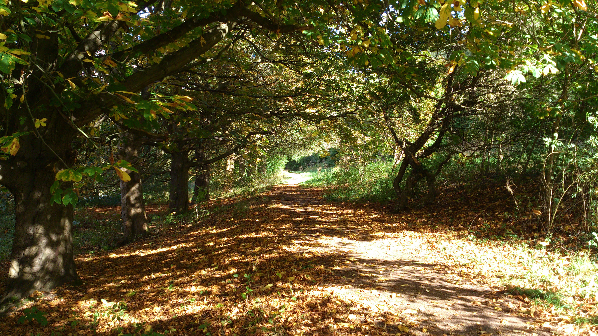 Sony Ericsson Xperia S sample photo. Chestnut trees, river clyde, october 2014 photography