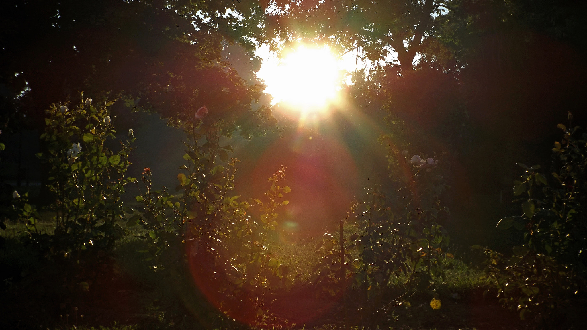 Fujifilm FinePix S4700 sample photo. Sunset in the rose garden photography