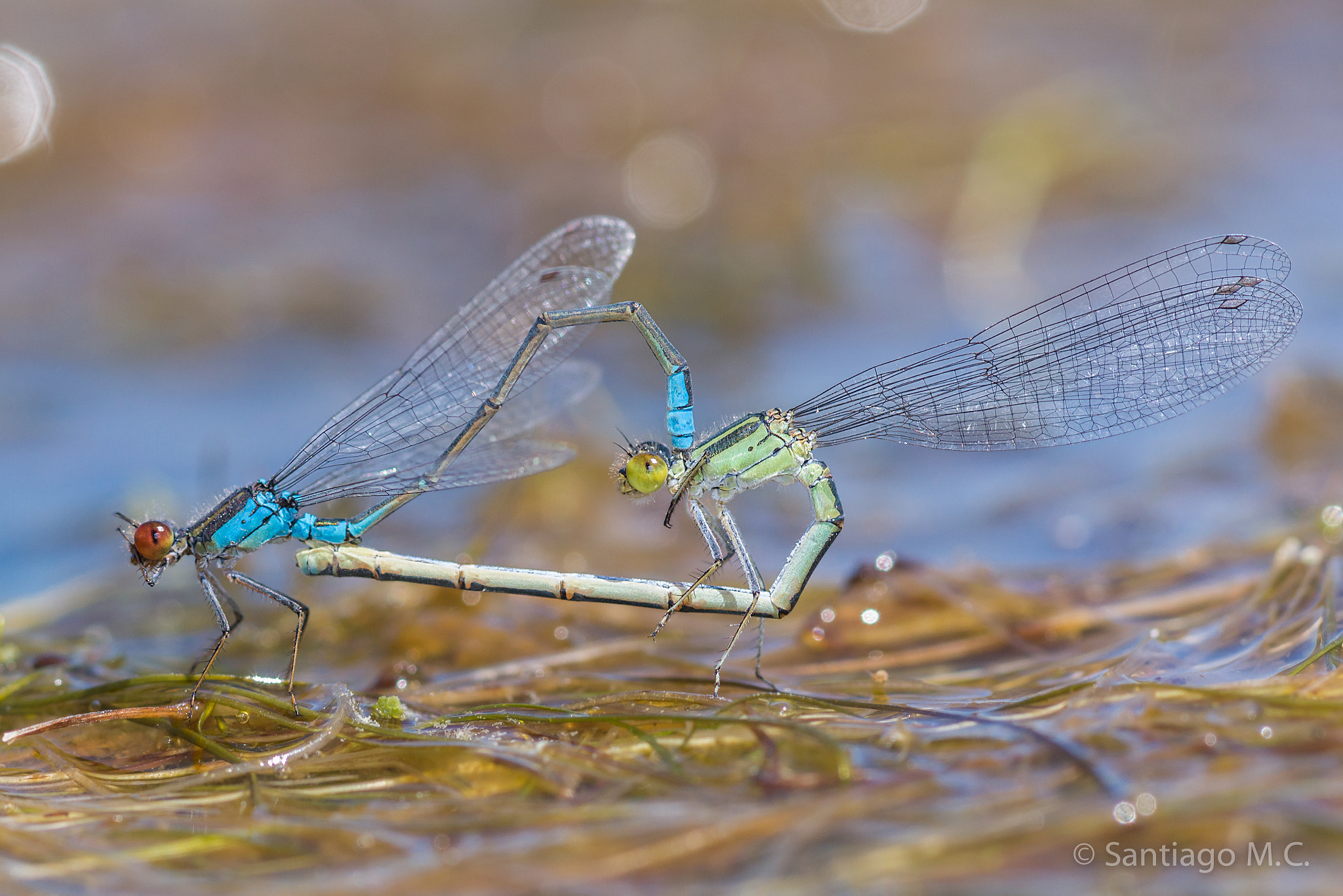Sony SLT-A77 + Sony 100mm F2.8 Macro sample photo. Erythromma viridulum photography