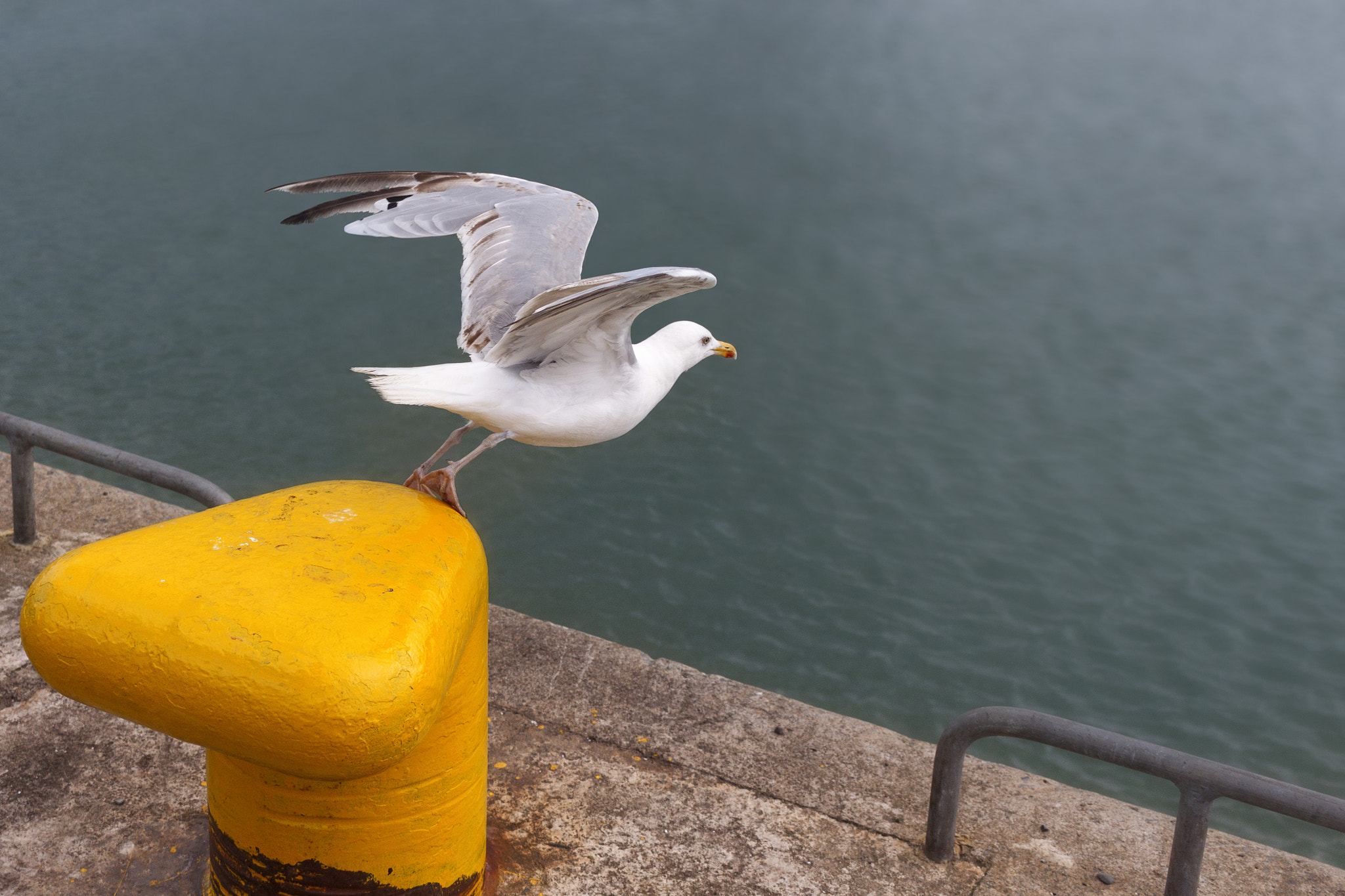 Canon EF-S 24mm F2.8 STM sample photo. Ready, steady, go photography