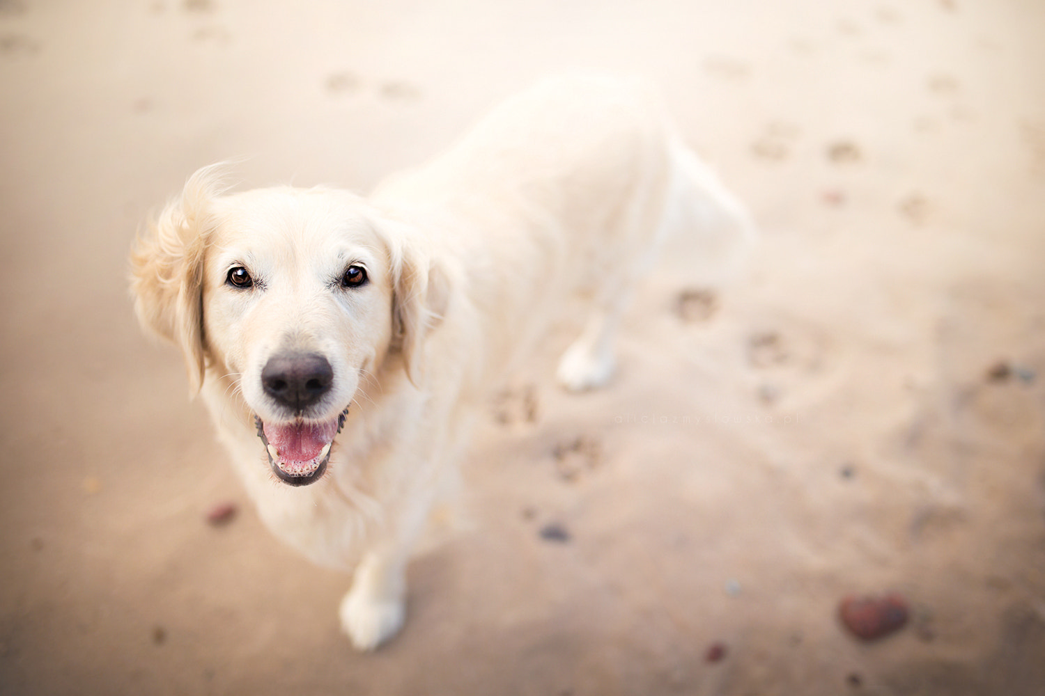 Sigma 35mm F1.4 DG HSM Art sample photo. Most beautiful smile photography