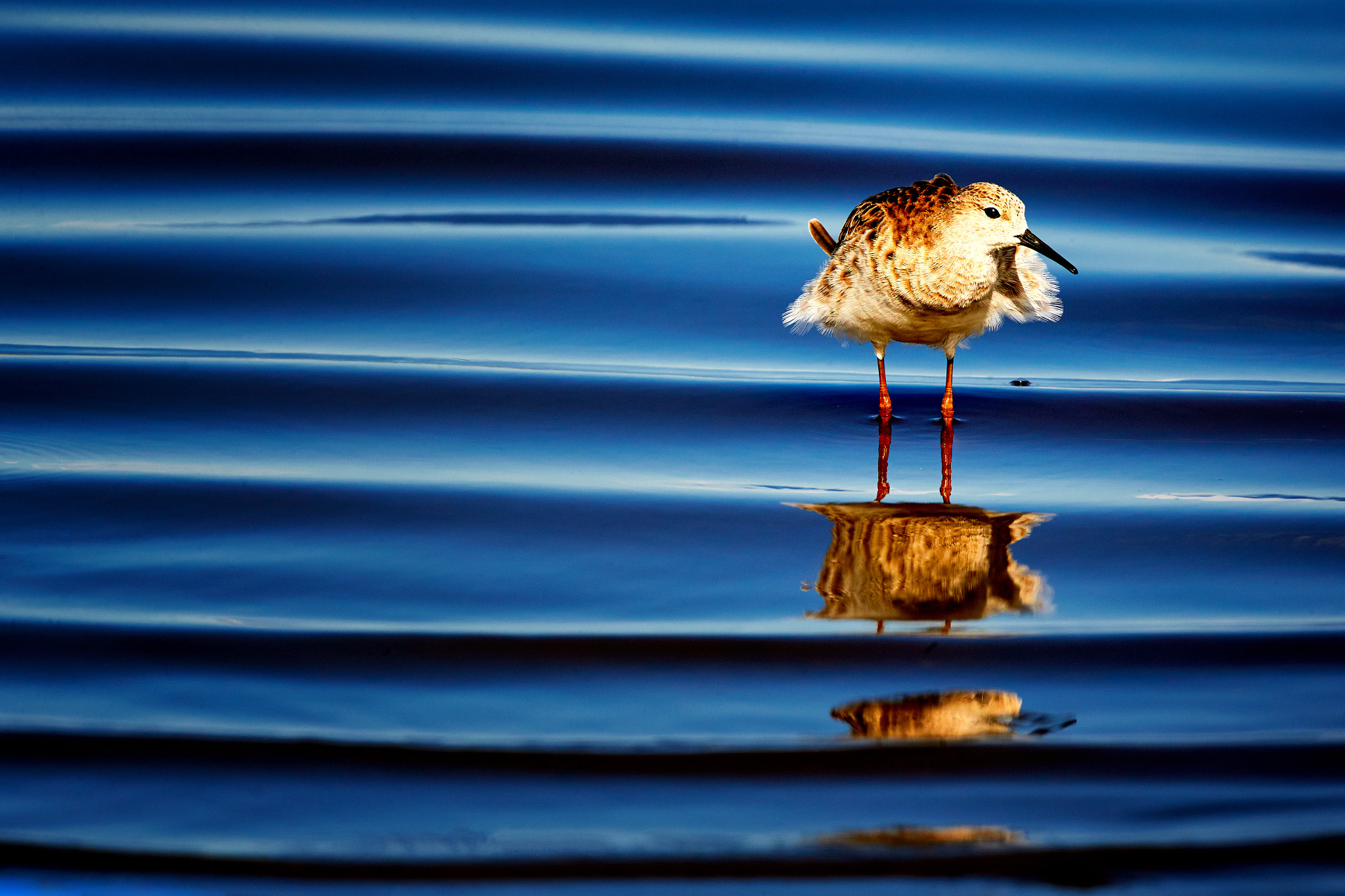 Canon EF 500mm F4L IS USM sample photo. Resting ruff photography