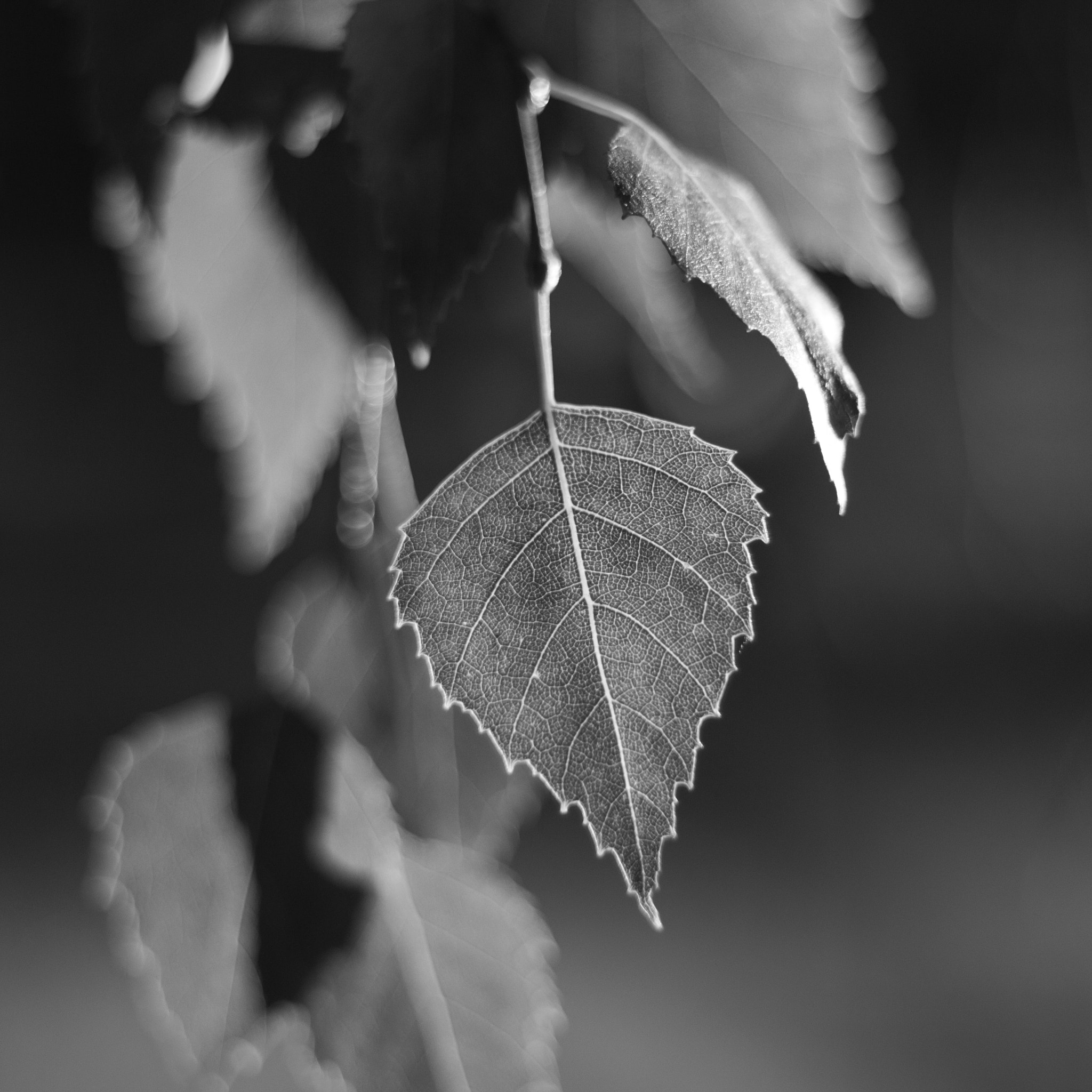 Canon EF 50mm F1.8 II sample photo. Leaf. photography