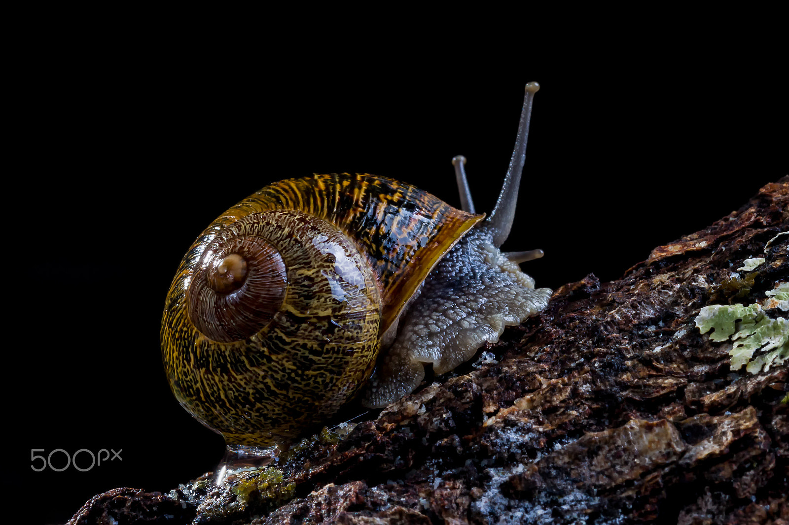 Canon EF 100mm F2.8L Macro IS USM sample photo. Con mi hogar a cuestas photography