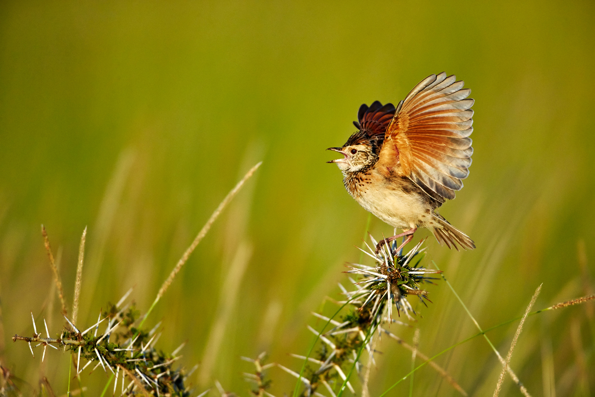 Canon EF 500mm F4L IS USM sample photo. Displaying lark photography