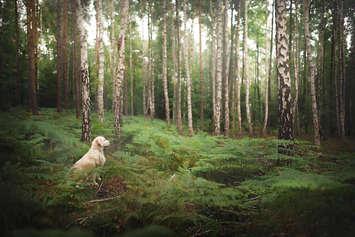 Sigma 35mm F1.4 DG HSM Art sample photo. Magic forest photography