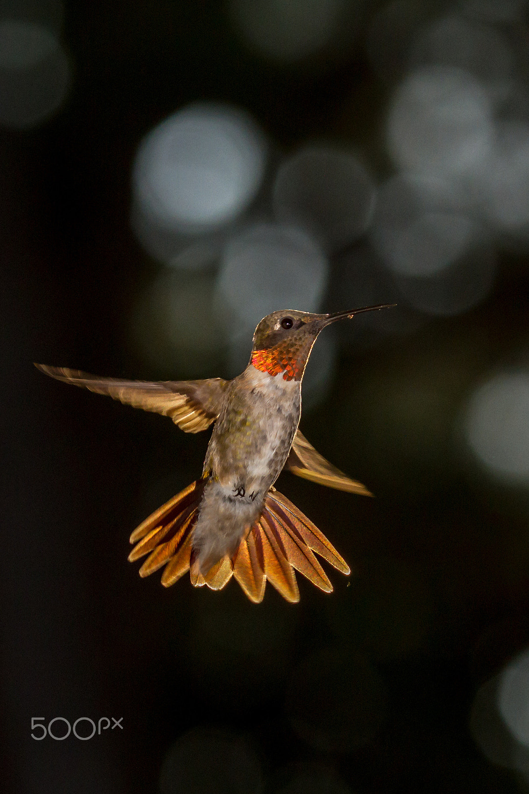 Canon EF 100-400mm F4.5-5.6L IS USM sample photo. Ruby-throated hummingbird photography